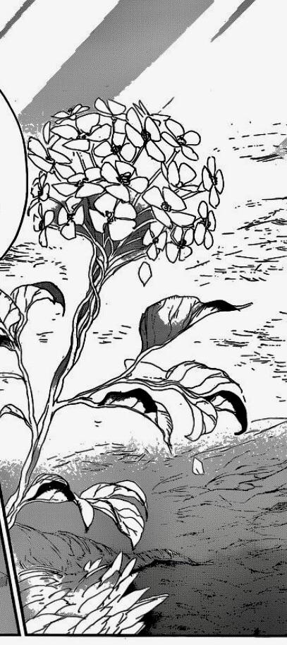 Would The Vidar Flower Be A Good Tattoo Idea? : R/Thepromisedneverland 913_x_407_jpg