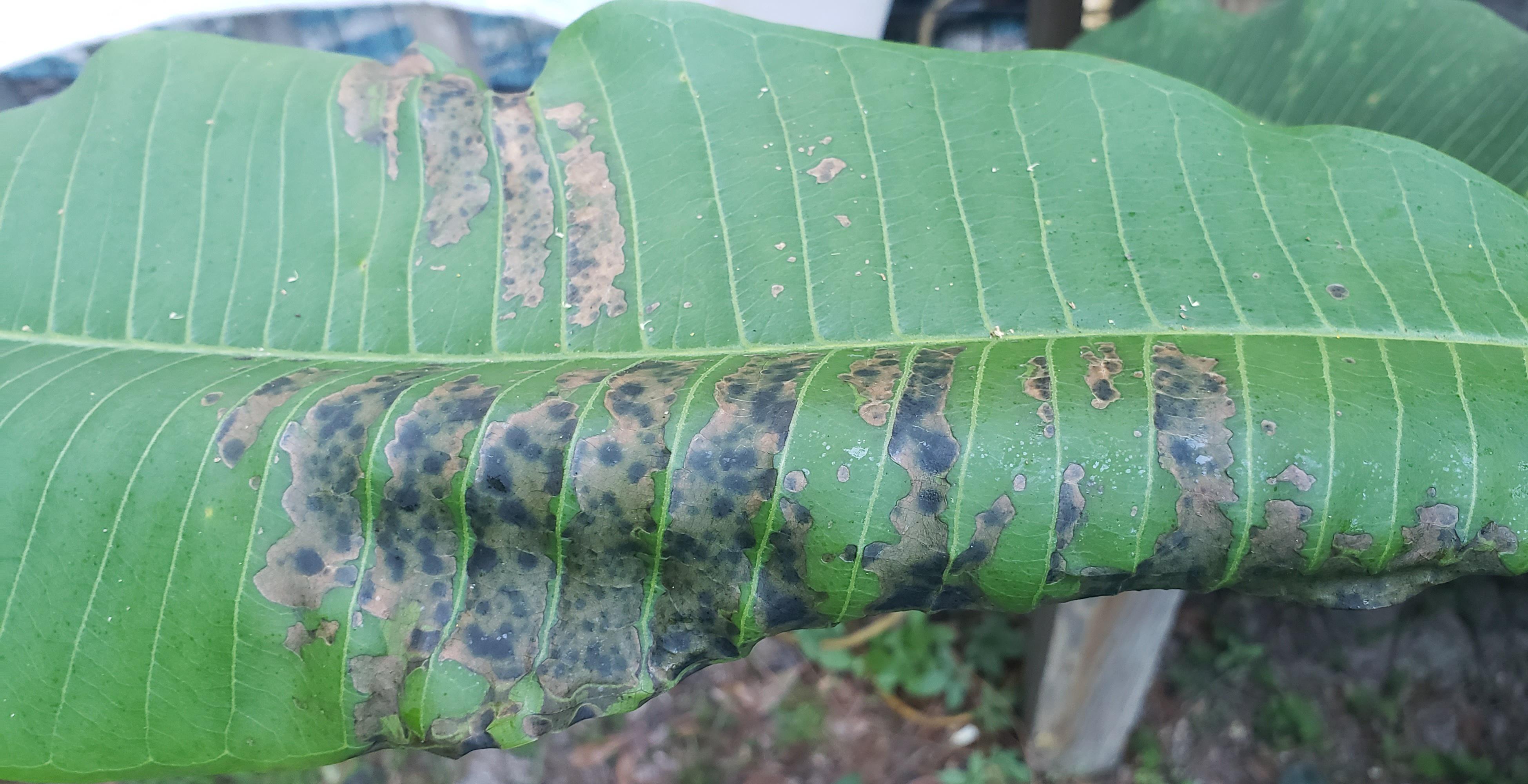 what is causing this on my Plumeria Leaf? it was doing so well getting