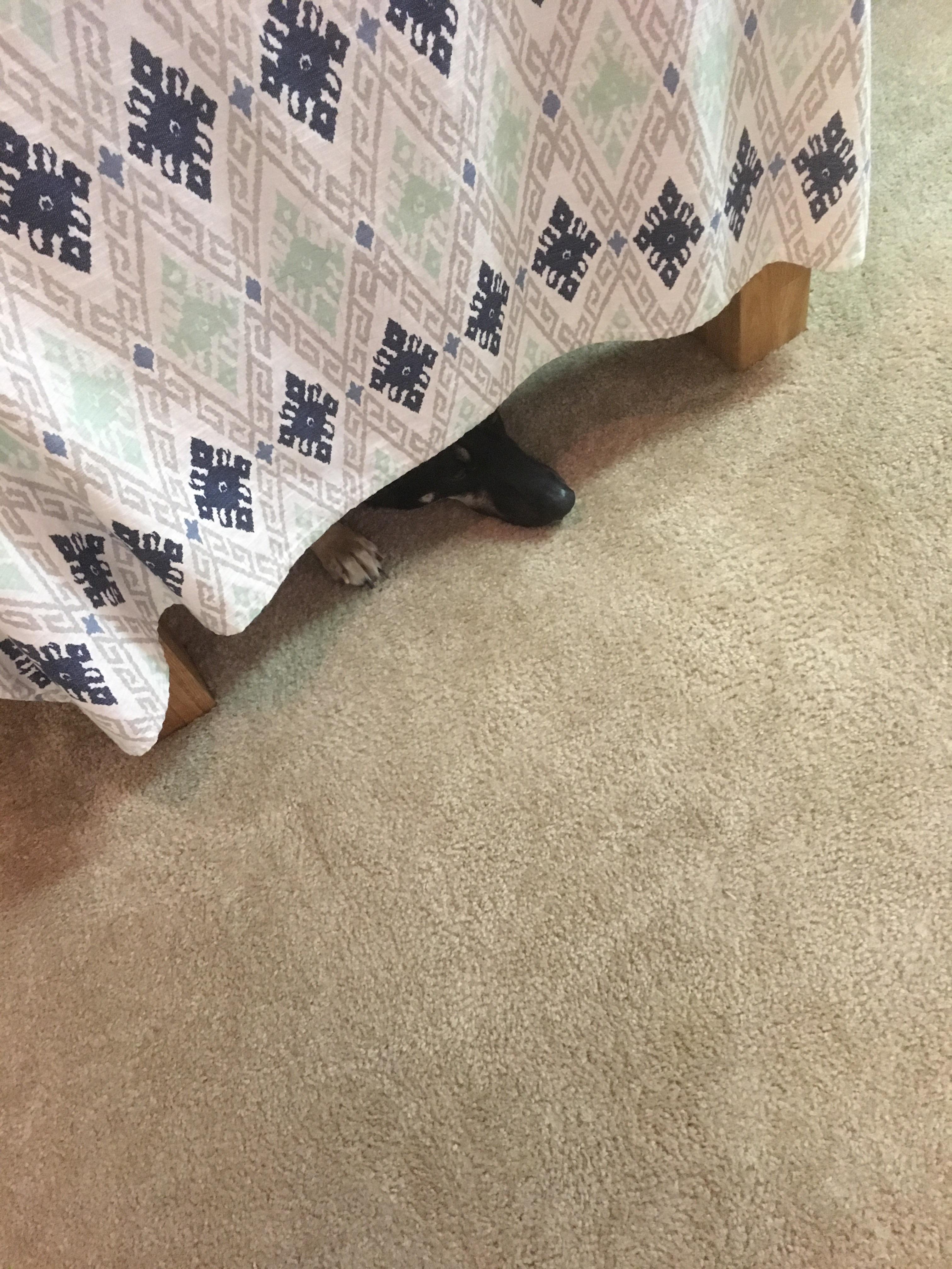 The mighty German Shepherd when confronted with the vacuum cleaner r