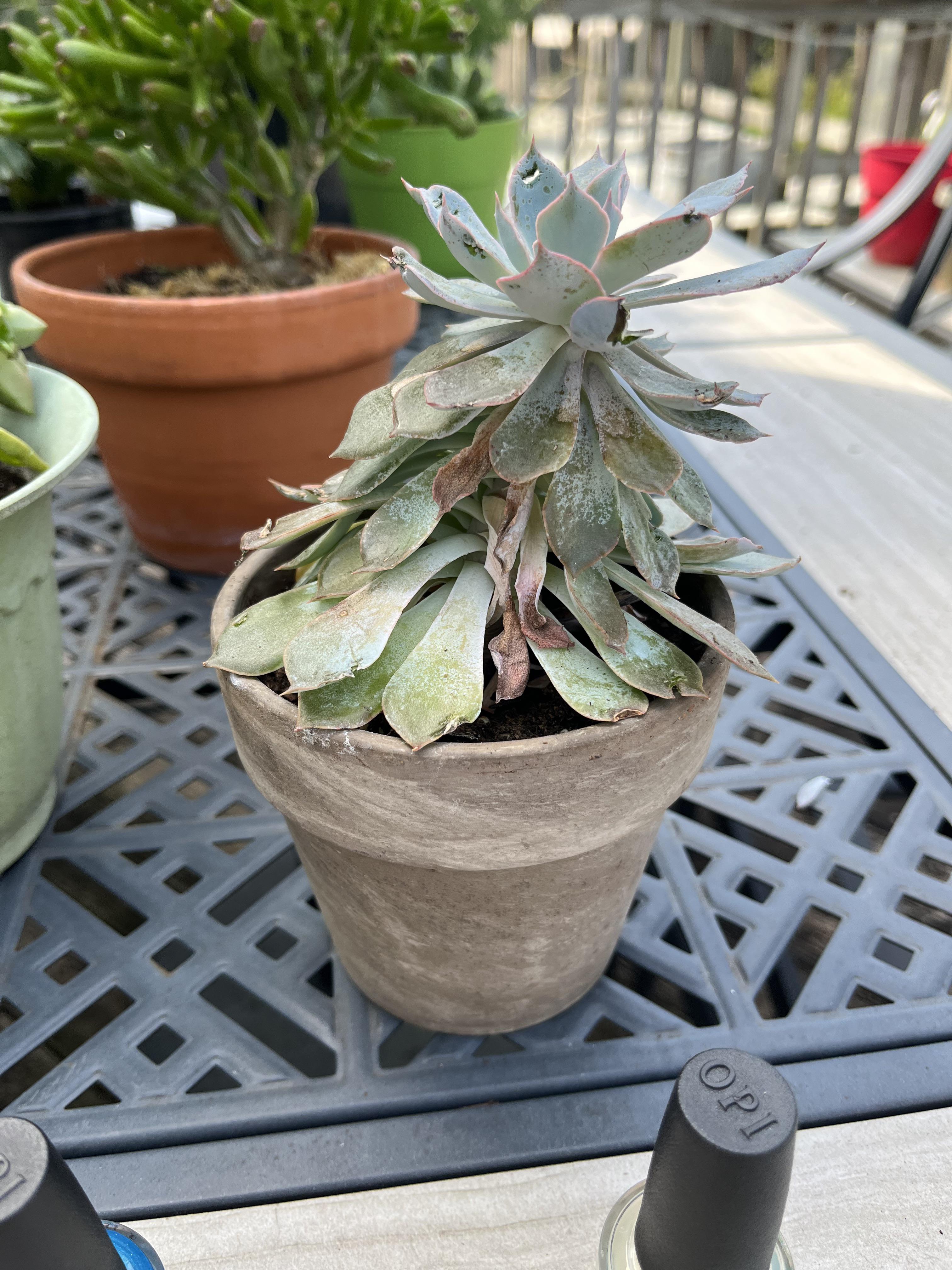 Why does my succulent look so bad? I know it needs light, and it’s