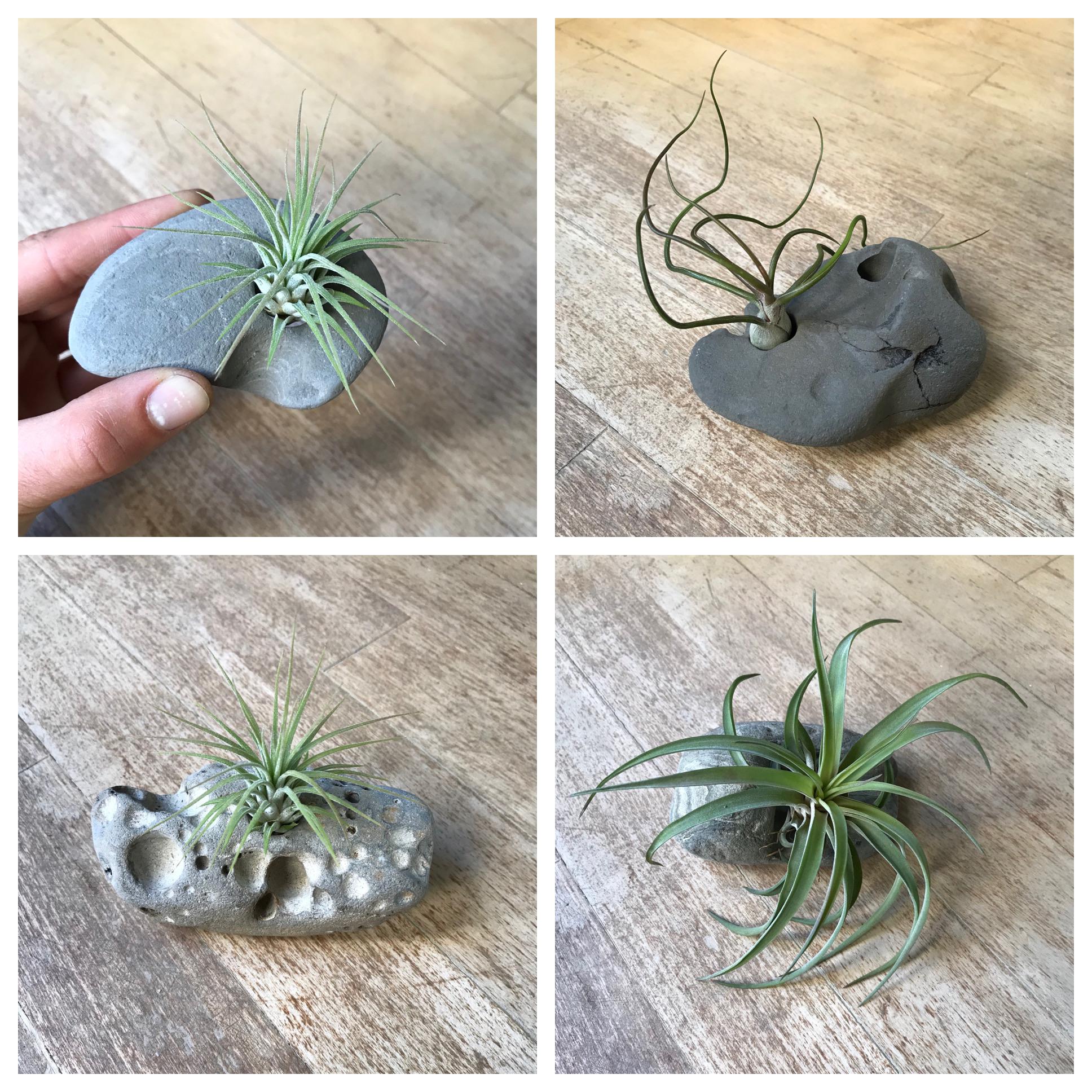 Beach rocks with natural holes in them make fantastic airplant holders