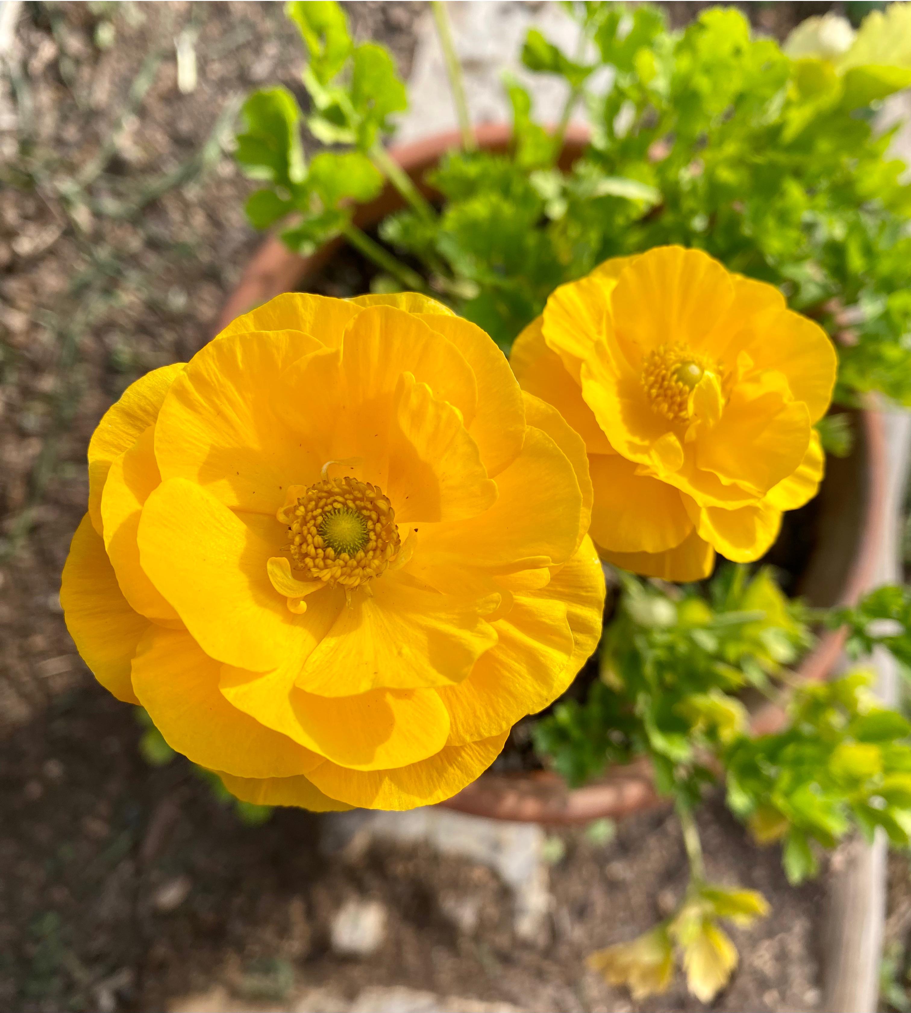Favorite cut flowers to grow in Central Texas? r/AustinGardening