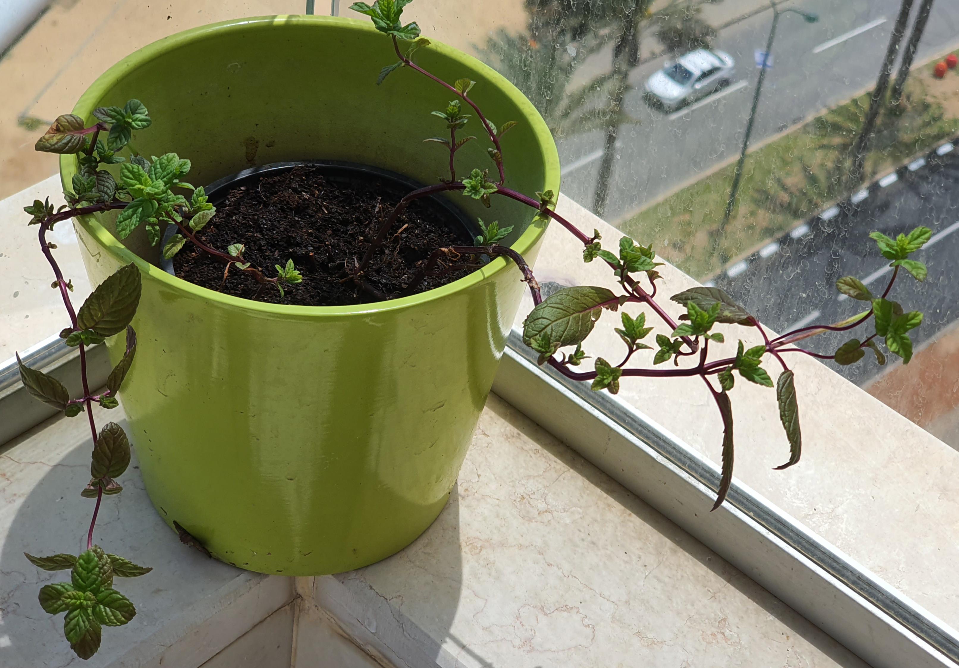 Why isn't my mint spreading in the pot? r/plantclinic