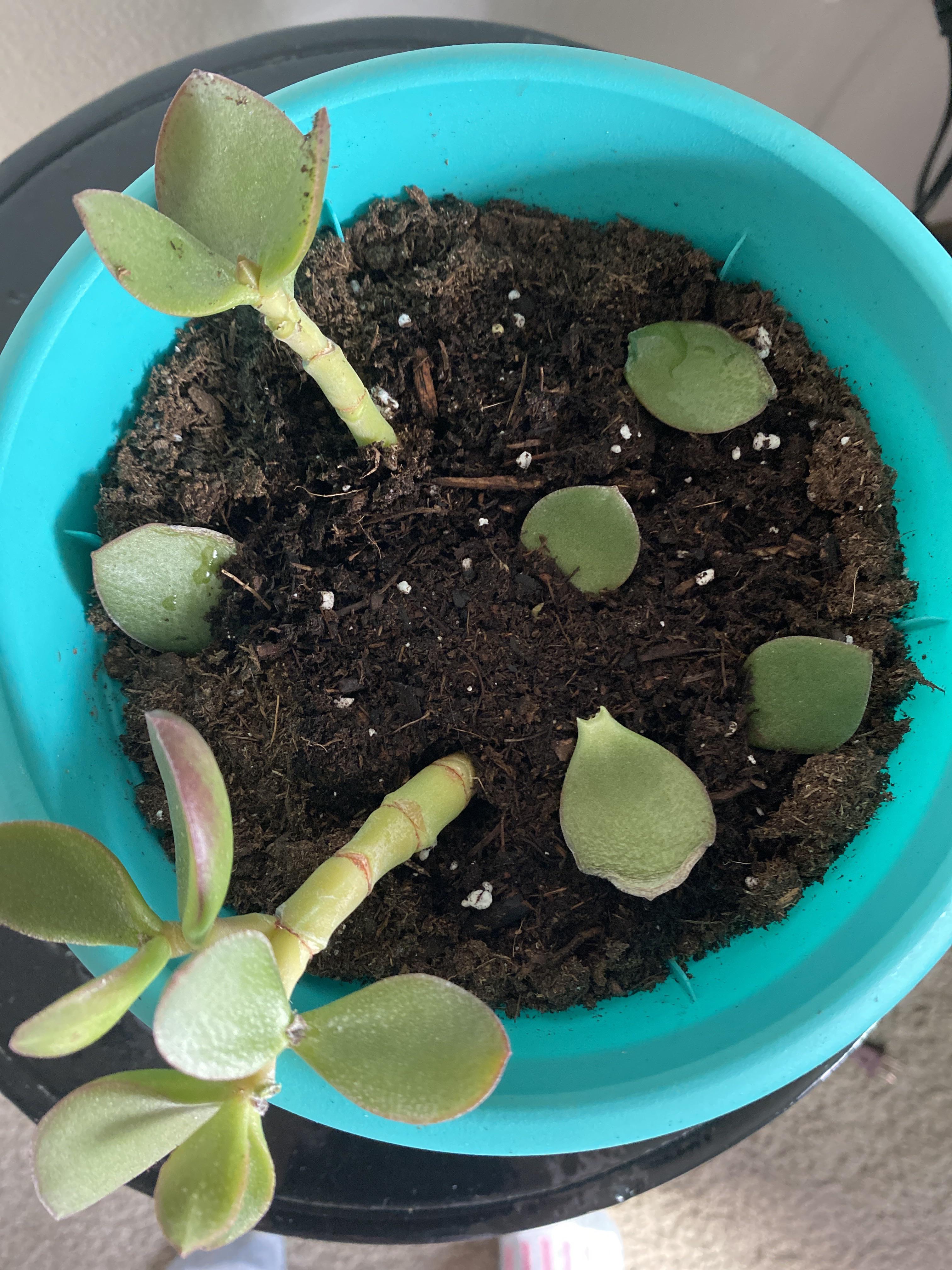 Am I propagating this jade plant correctly? I misted it this morning