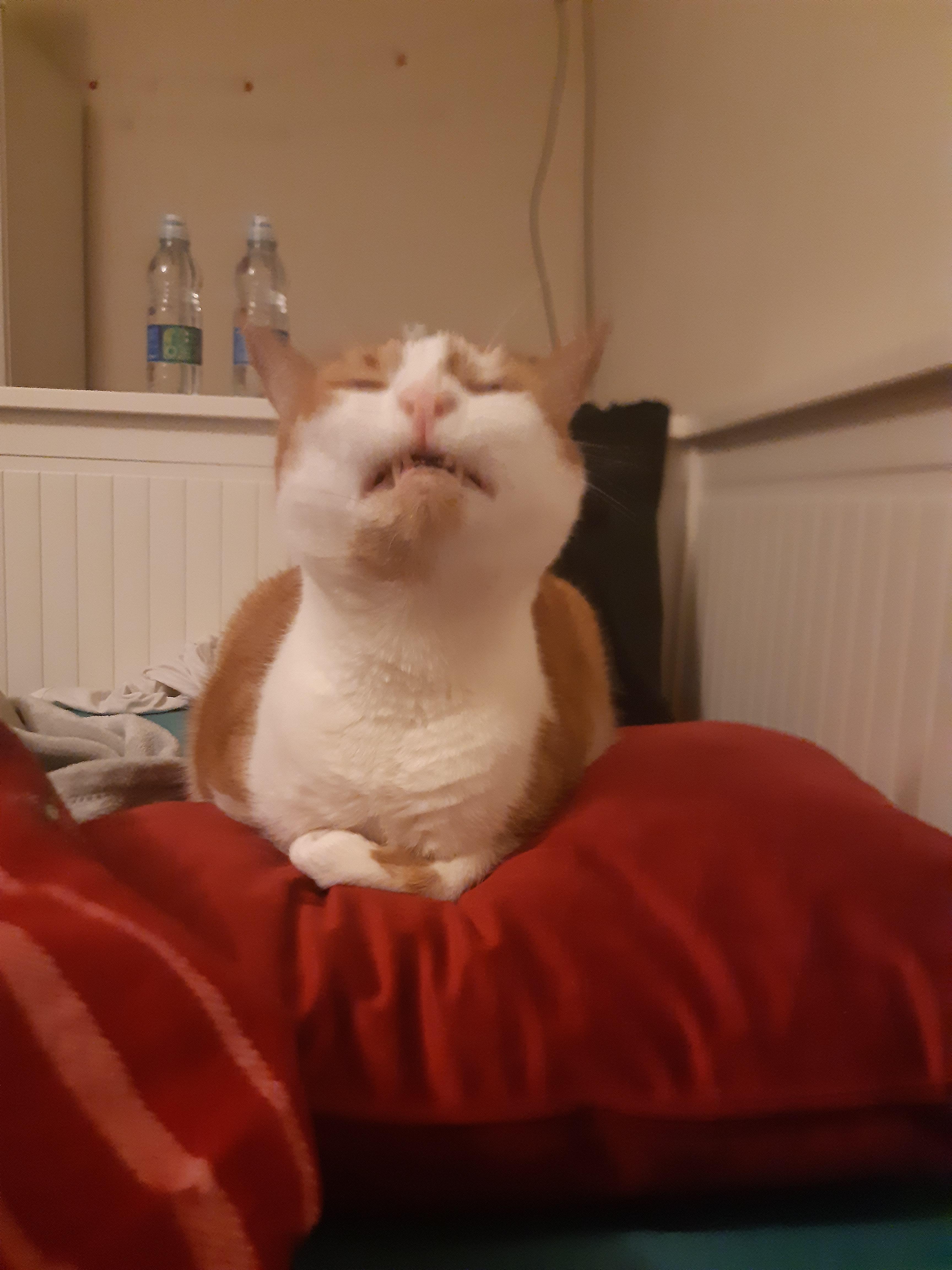 My cat sneezing his soul out r/AnimalsBeingDerps