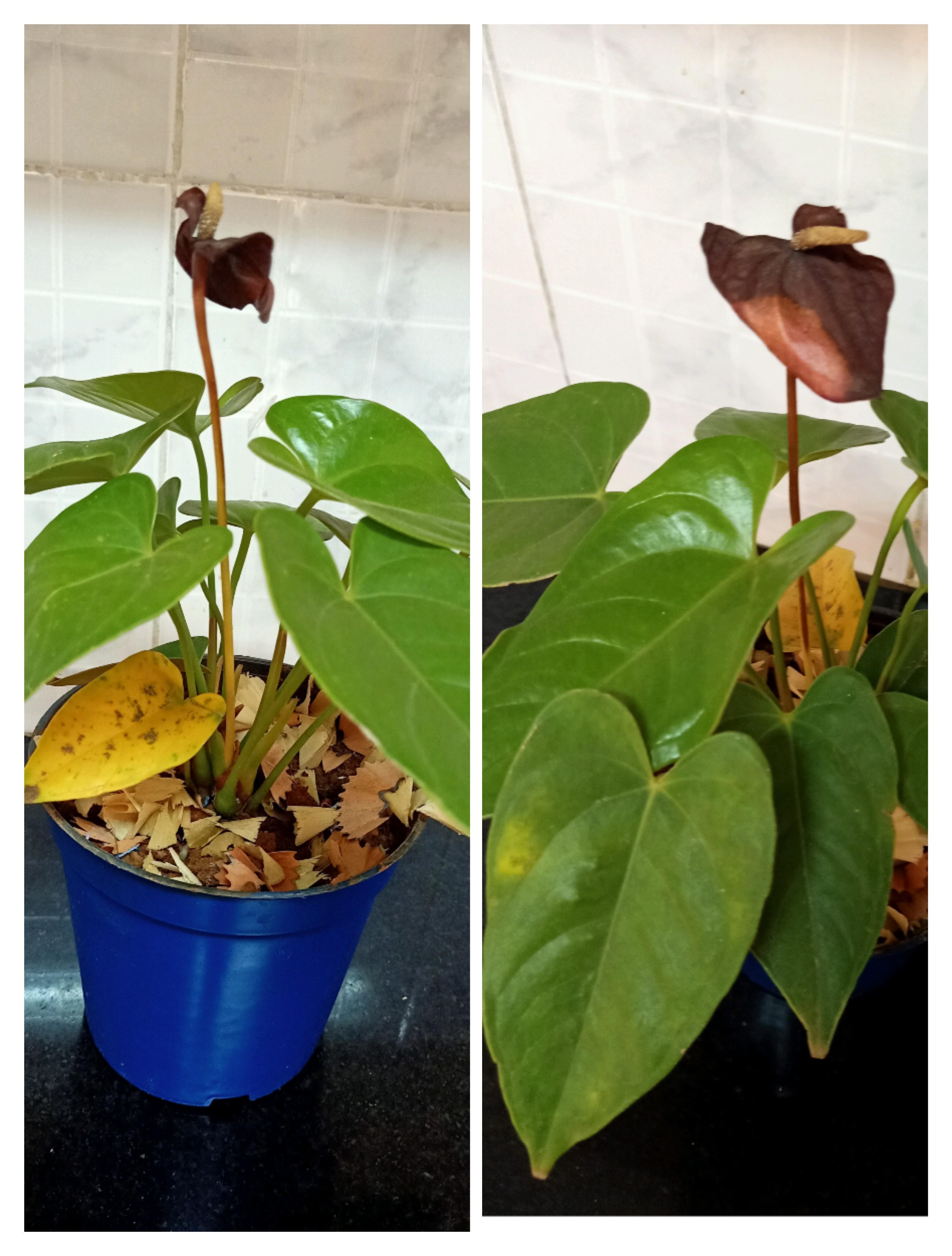 Please need suggestions.. as what should be done for Anthurium to grow