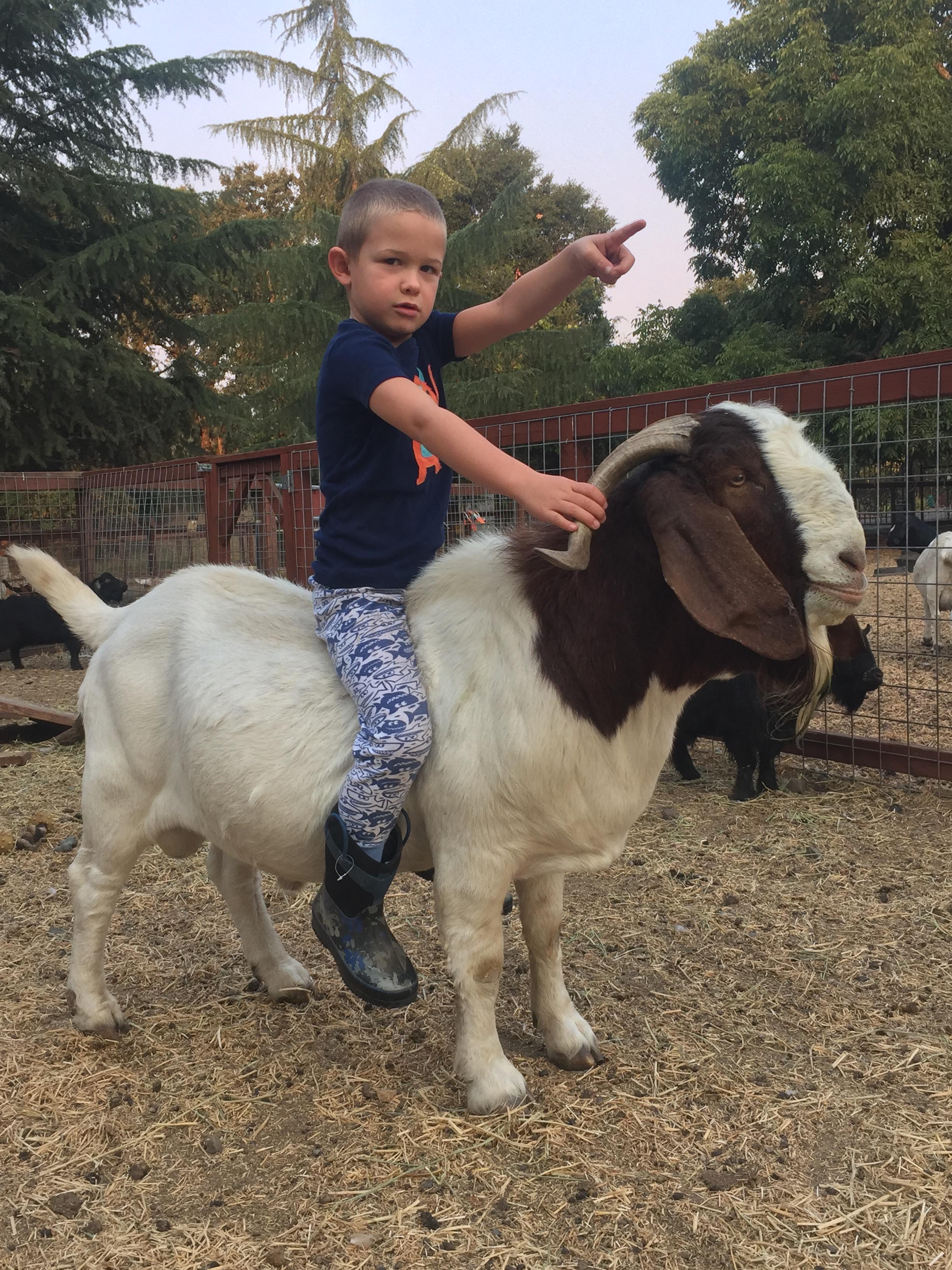 PsBattle boy riding on a goat