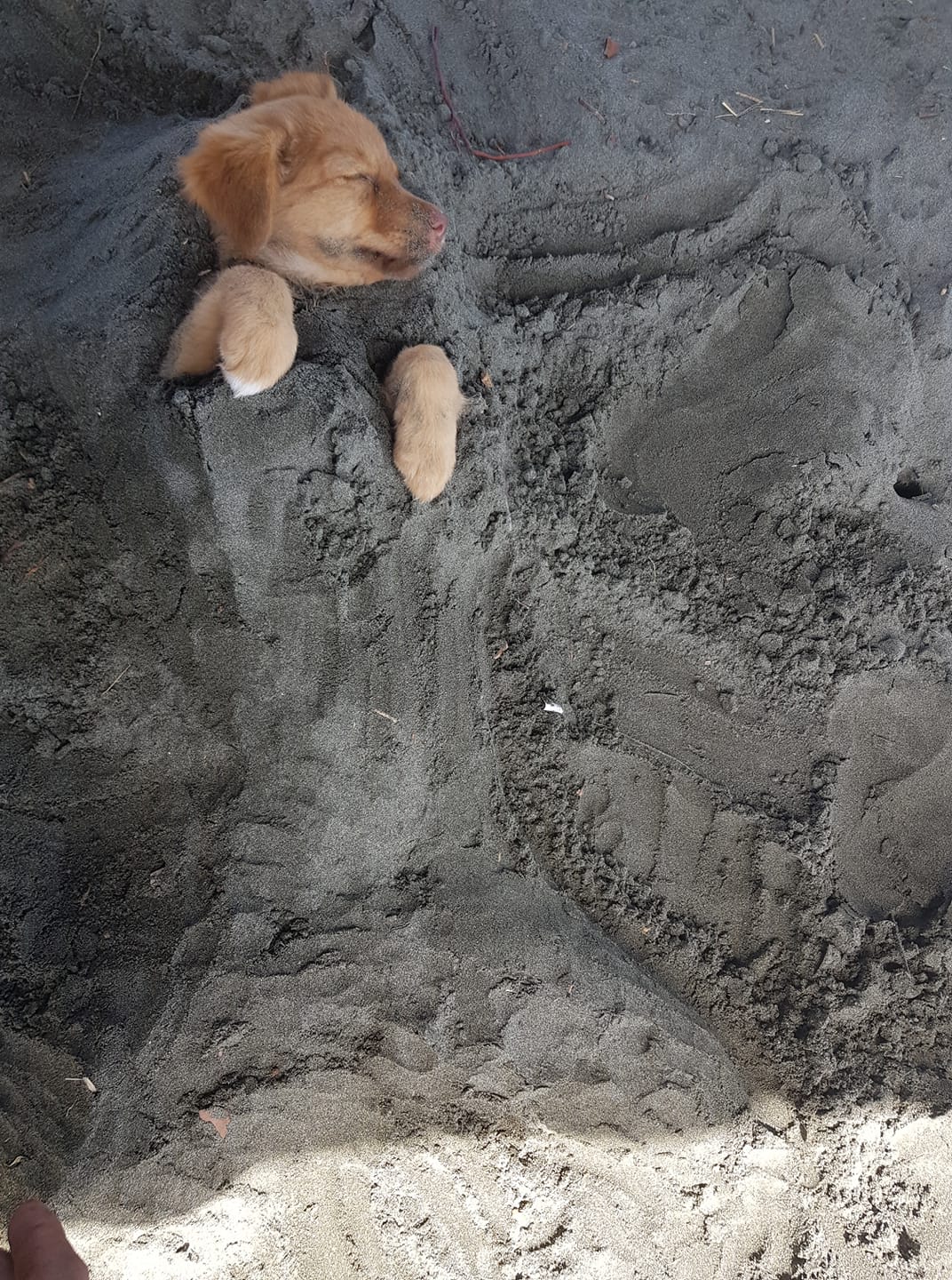 INnoCEnt DOg BURieD ALive r/PeopleFuckingDying
