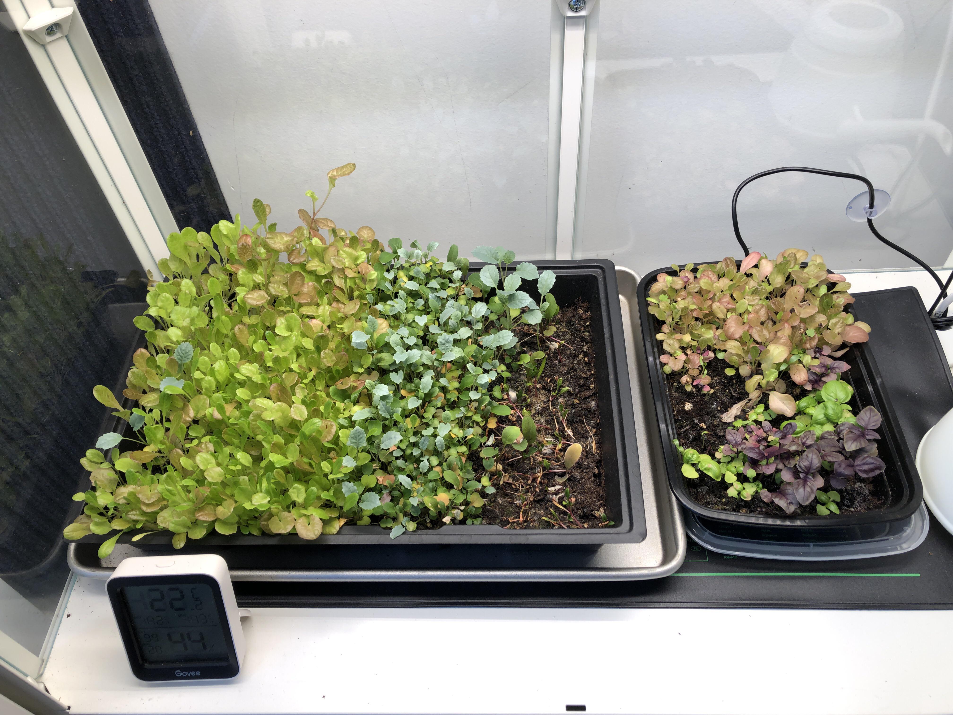 Am I watering too much? I am bottom watering every other day once it