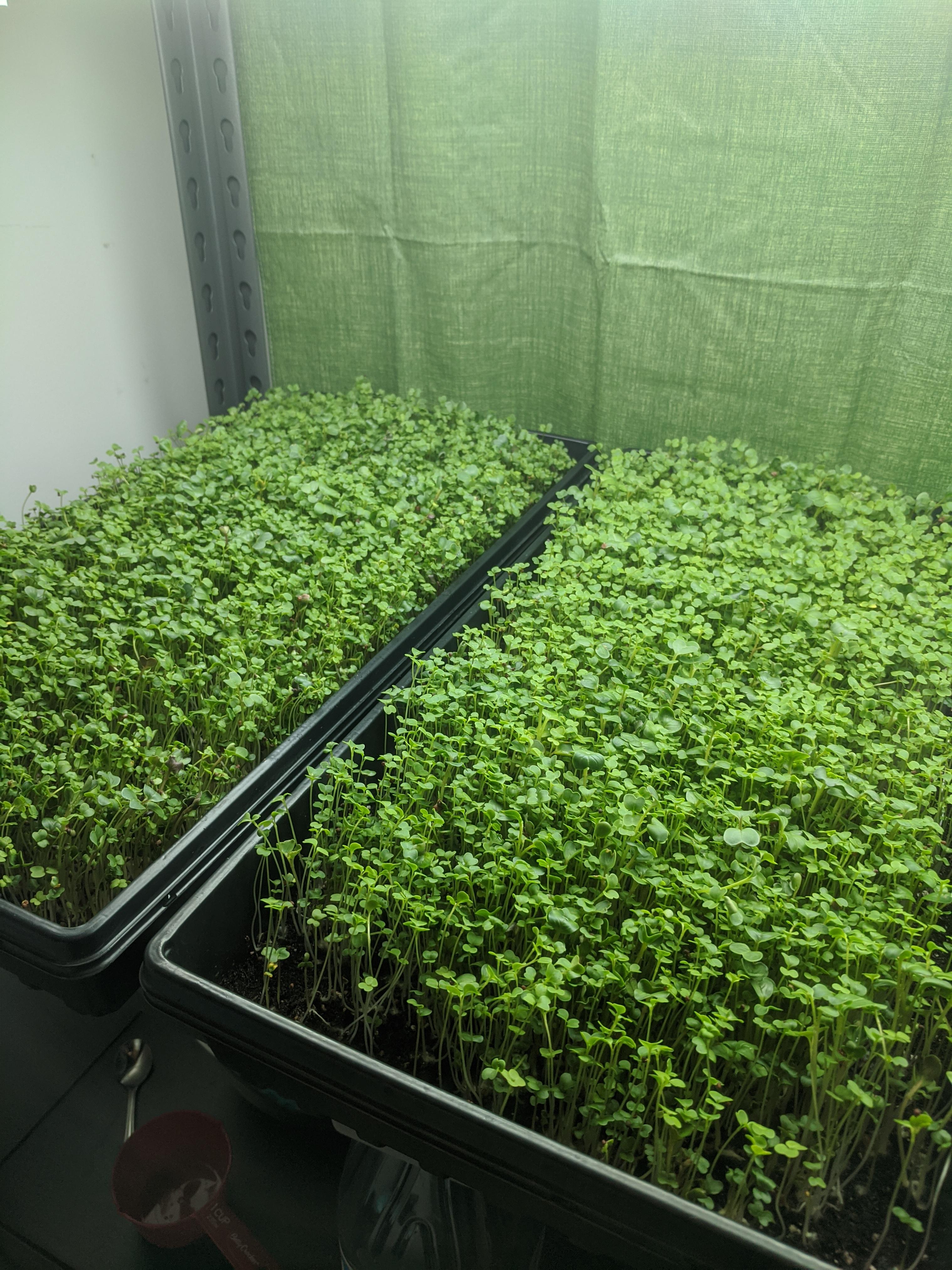 When to harvest broccoli microgreens? Day 3 under lights r/microgreens
