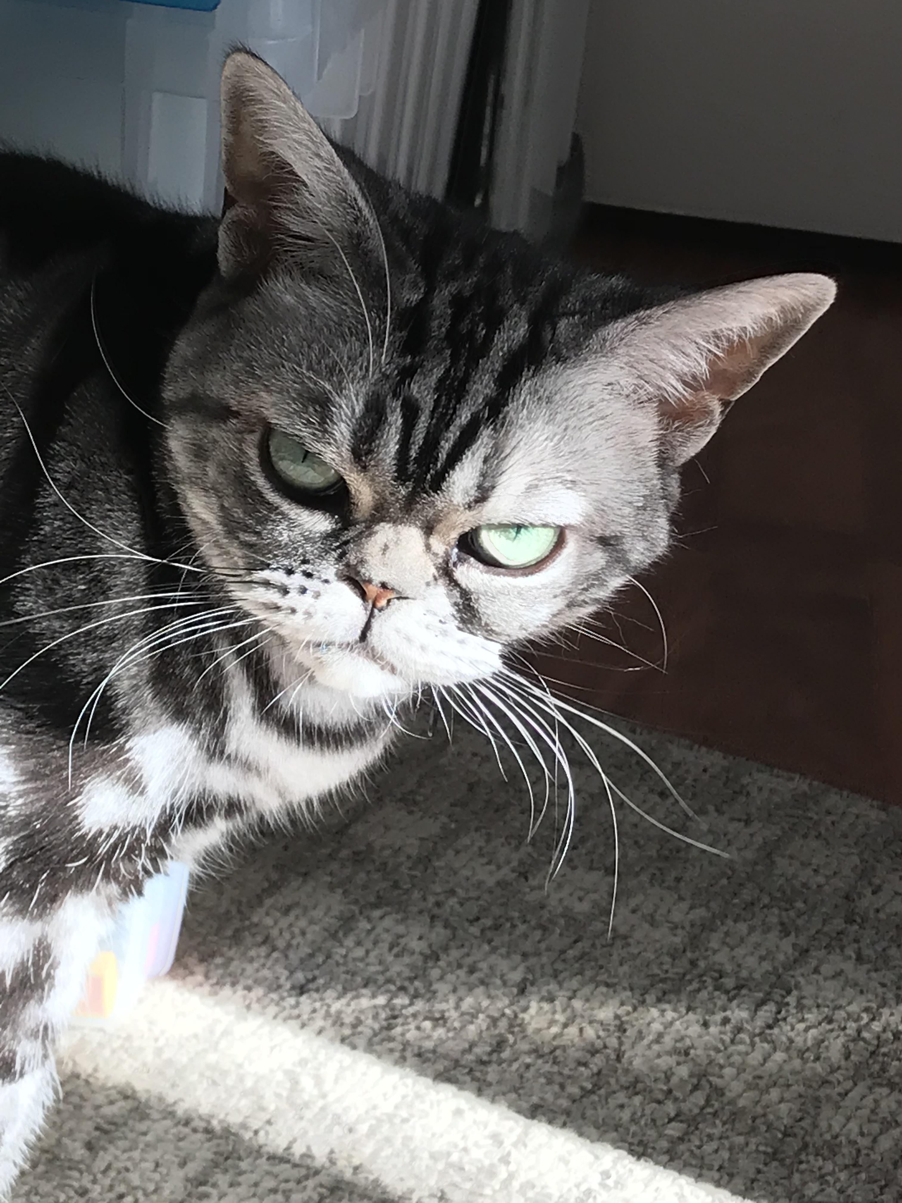 Angry cat r/aww