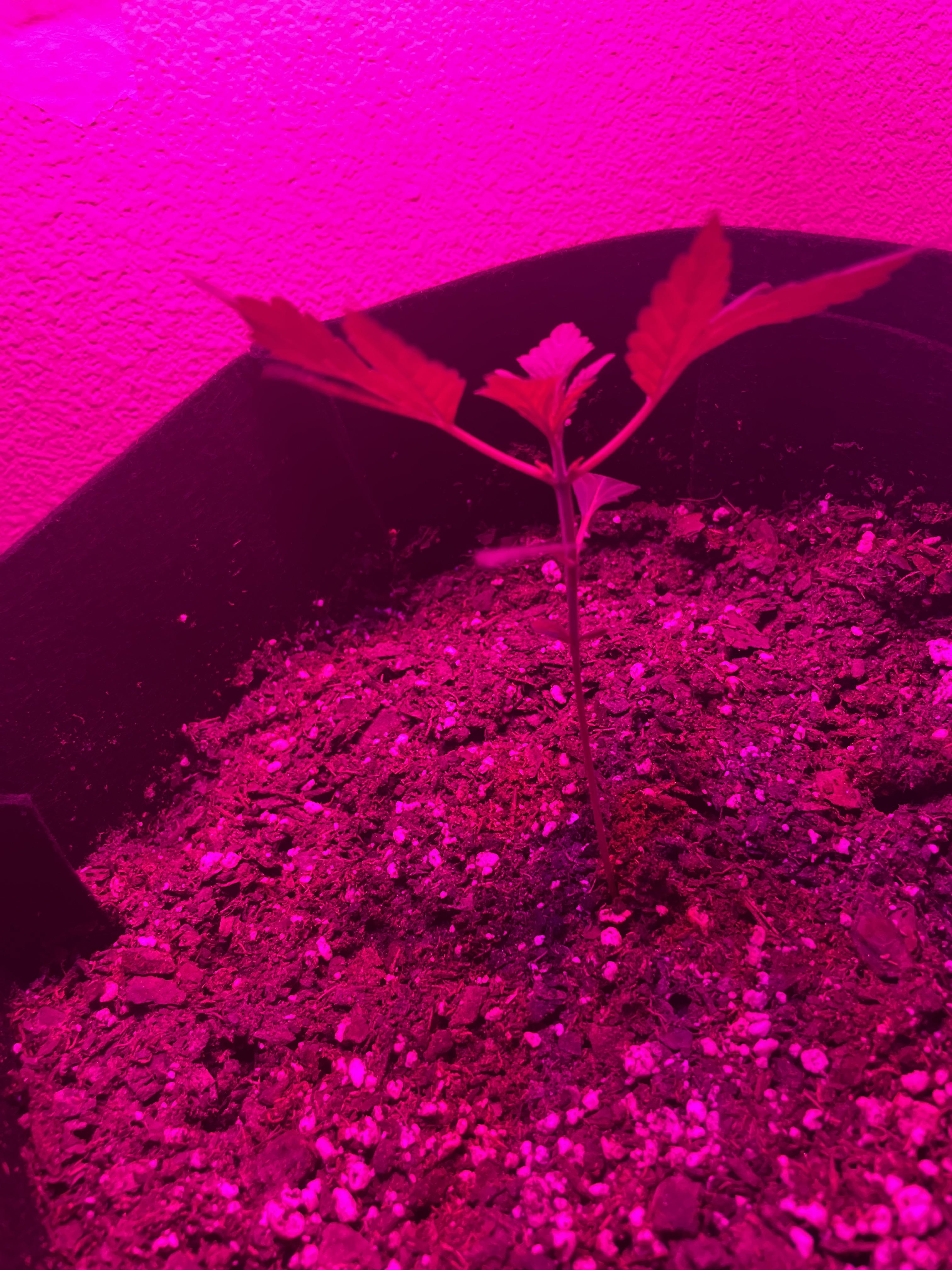 Why are my plants leaves all of a sudden going up? r/Autoflowers