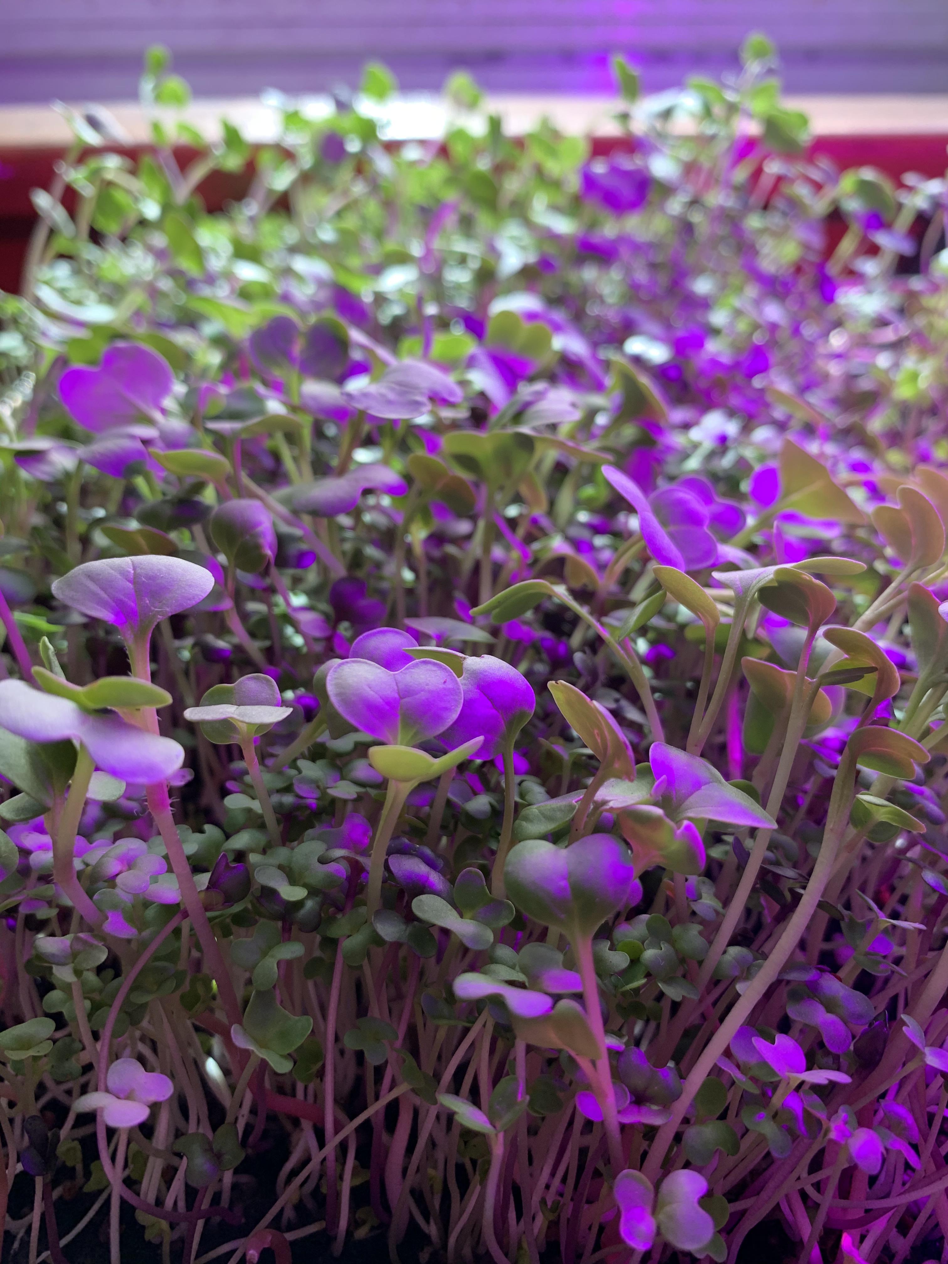 Spicy Salad Mix r/microgreens
