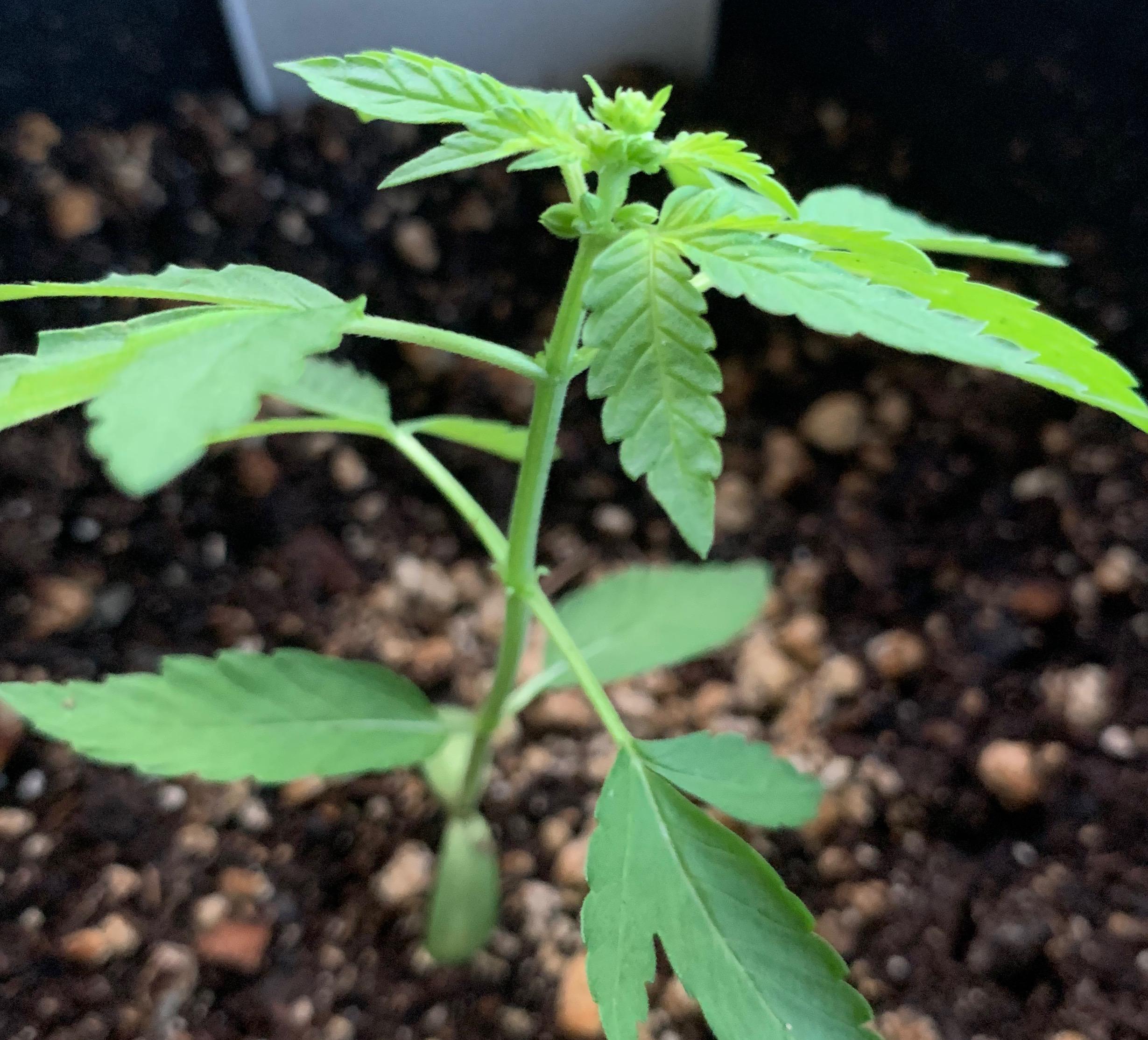 Early sacs forming on new plant grown from Hermie seeds, how to go