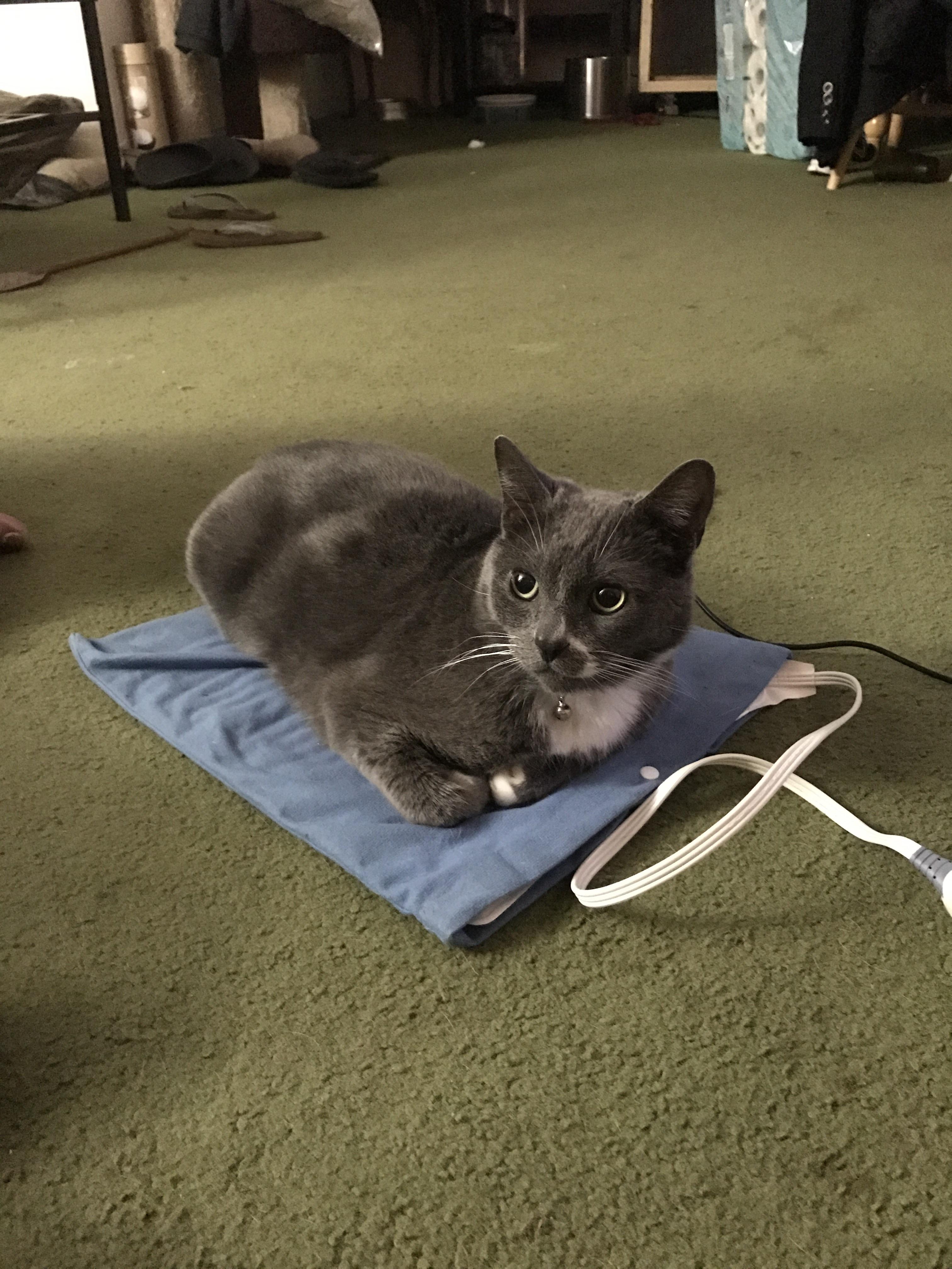This freeloader always steals my heating pad! r/cats