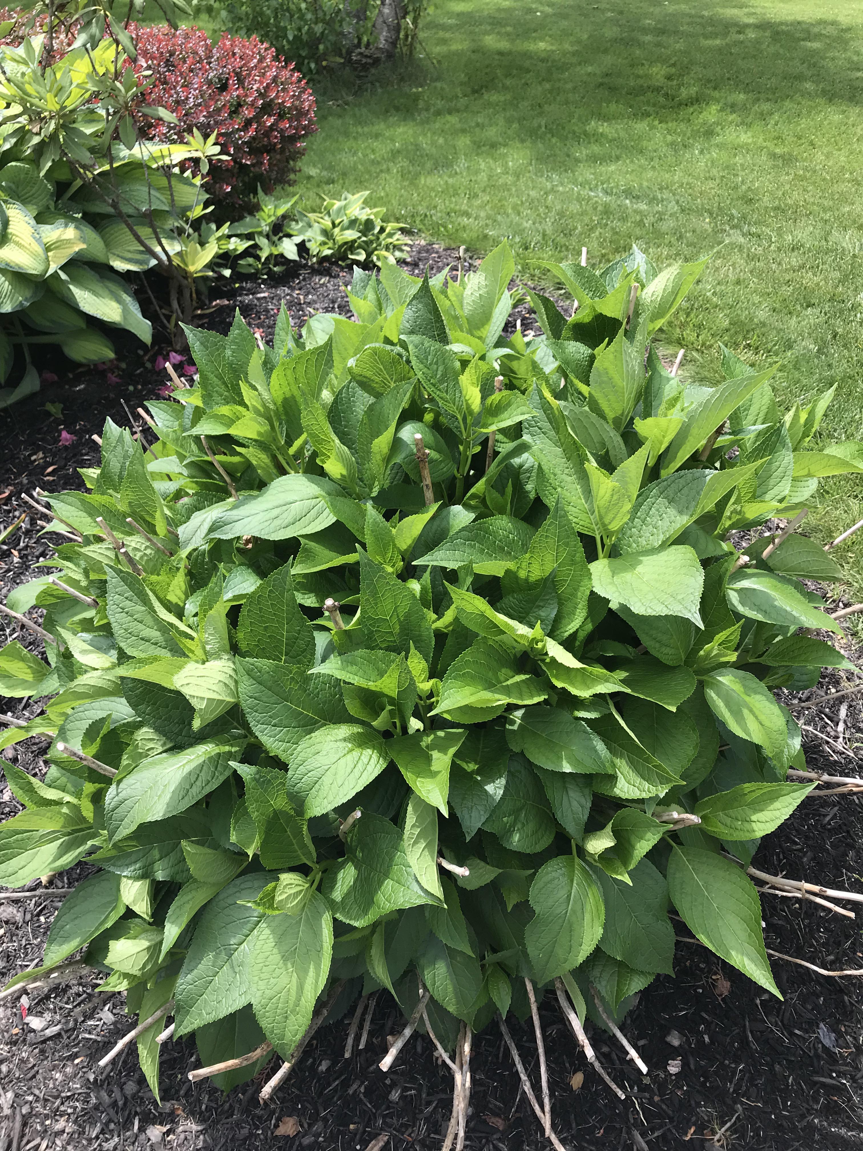 Why won’t my hydrangeas bloom? Zone 7a r/gardening