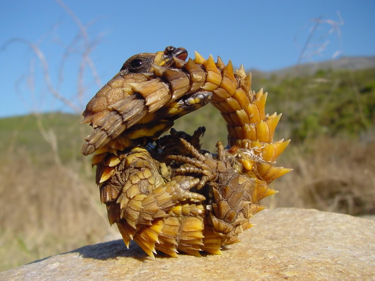 Armadillo Lizard r/reptiles