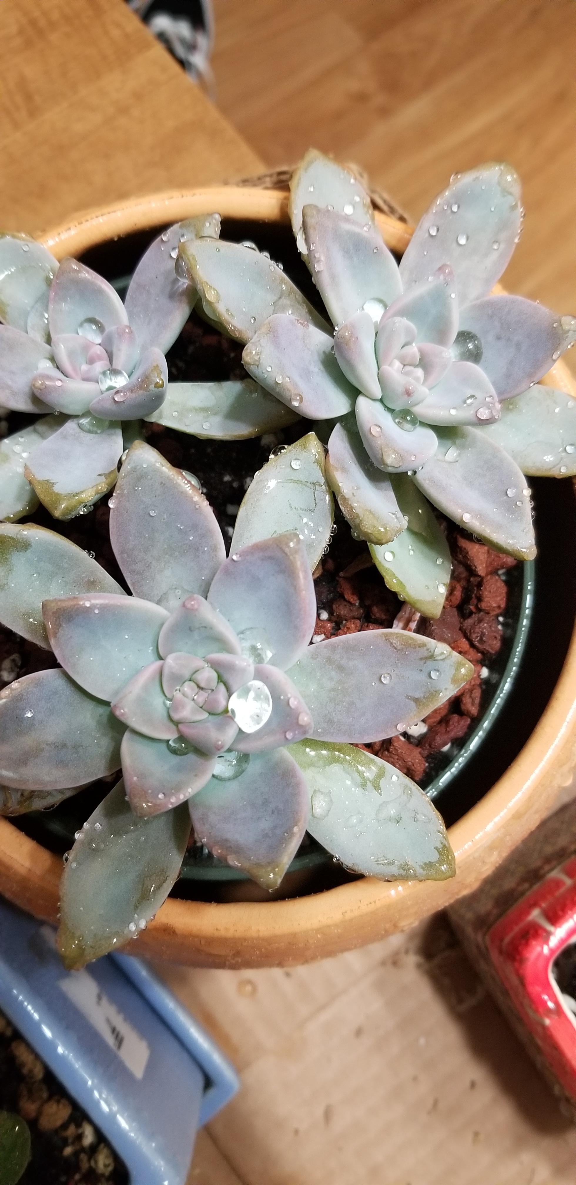 Just brought them in after a rain. Its so cool how the water beads up