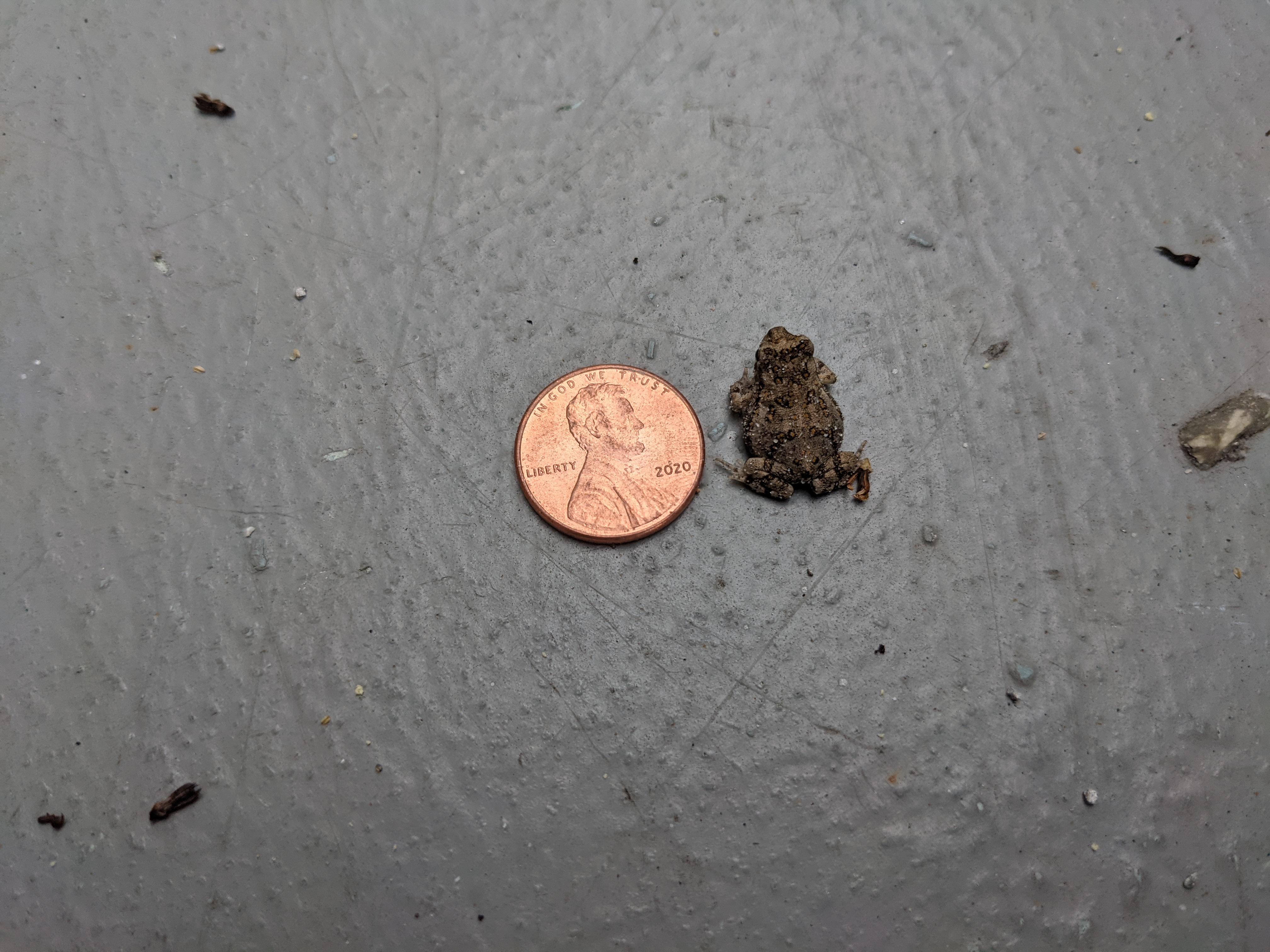 Looks like the Bufos (Cane Toads) are out. New to Florida & a pet owner