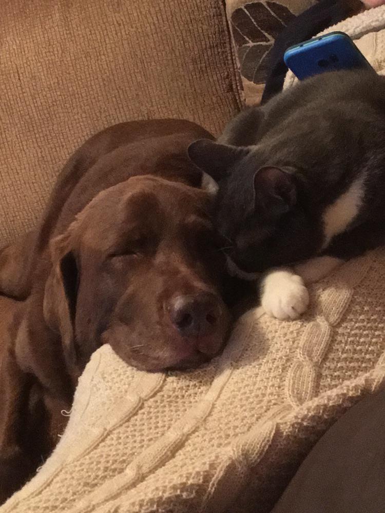 These two have been best friends since day 1! r/aww