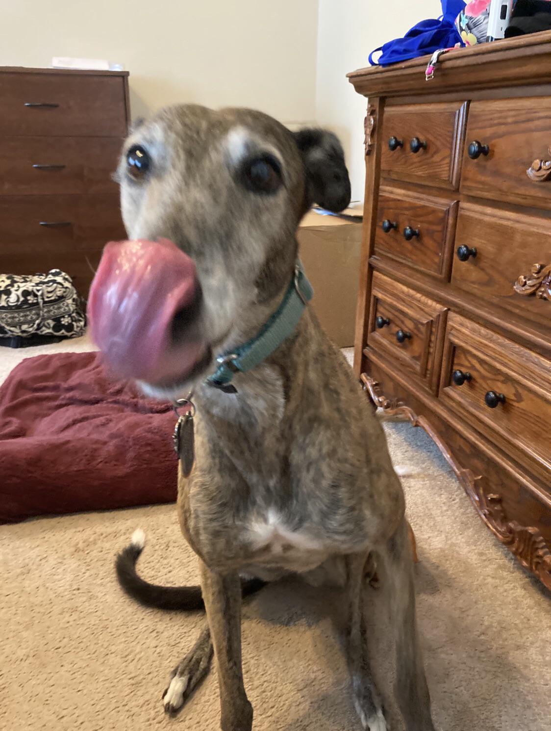 Extreme tongue on this Tuesday! r/Greyhounds