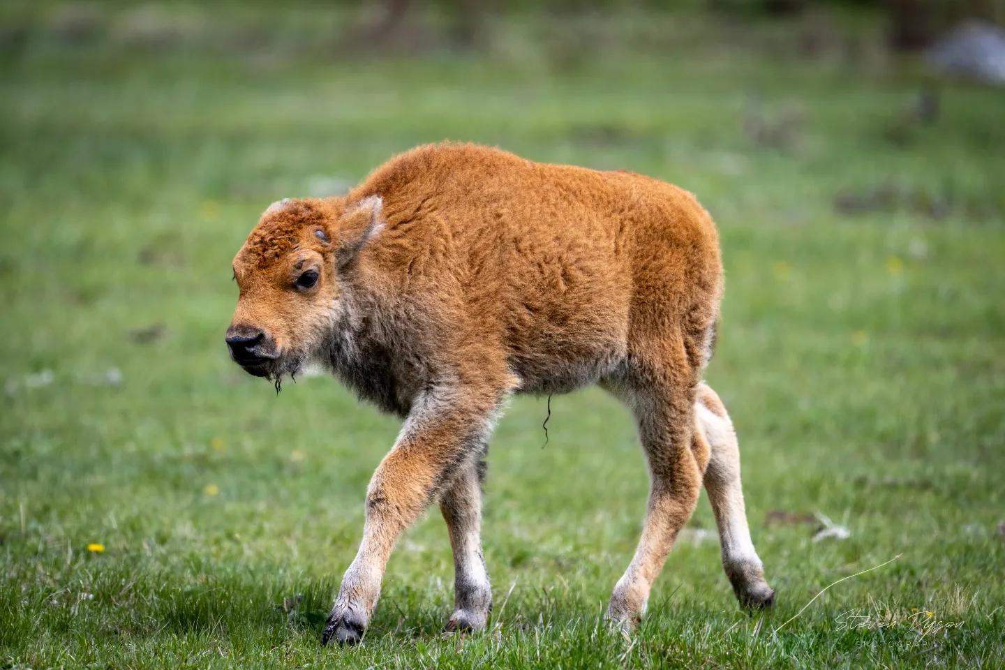 A Brand New Baby Bison Yellowstone National Park [OC] r/NationalPark