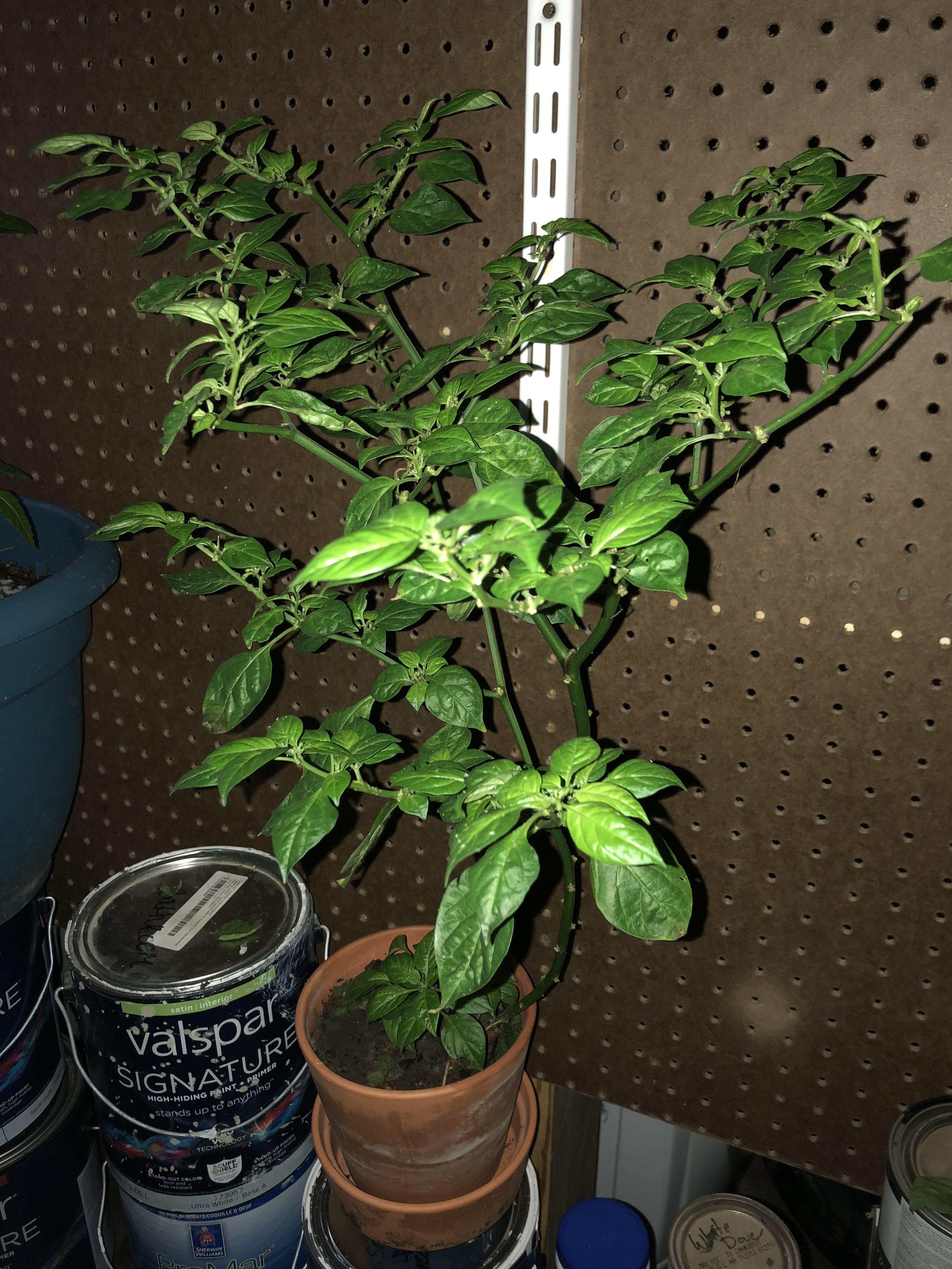 Aji Charapita How should I winterize it? Trim? Transplant? What kind