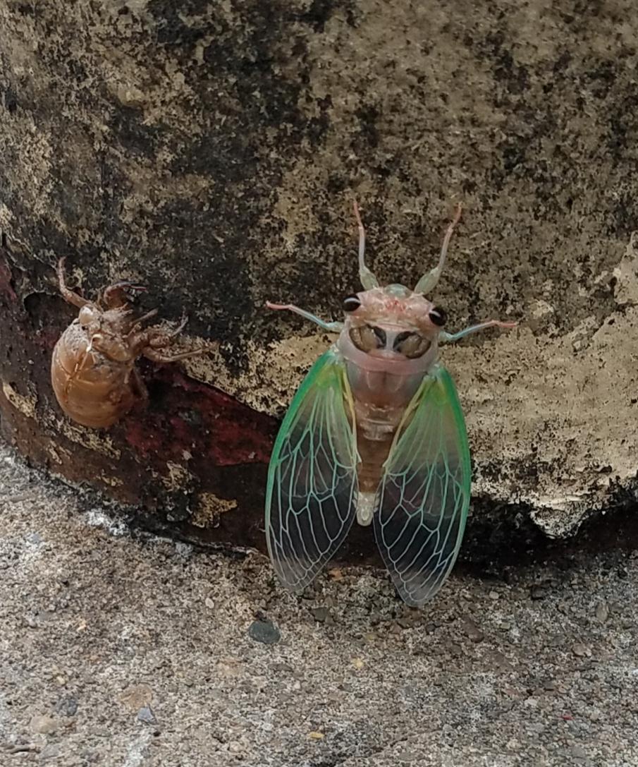 Cicadalooking insect seen today near Pittsburgh Pa (USA) Late for