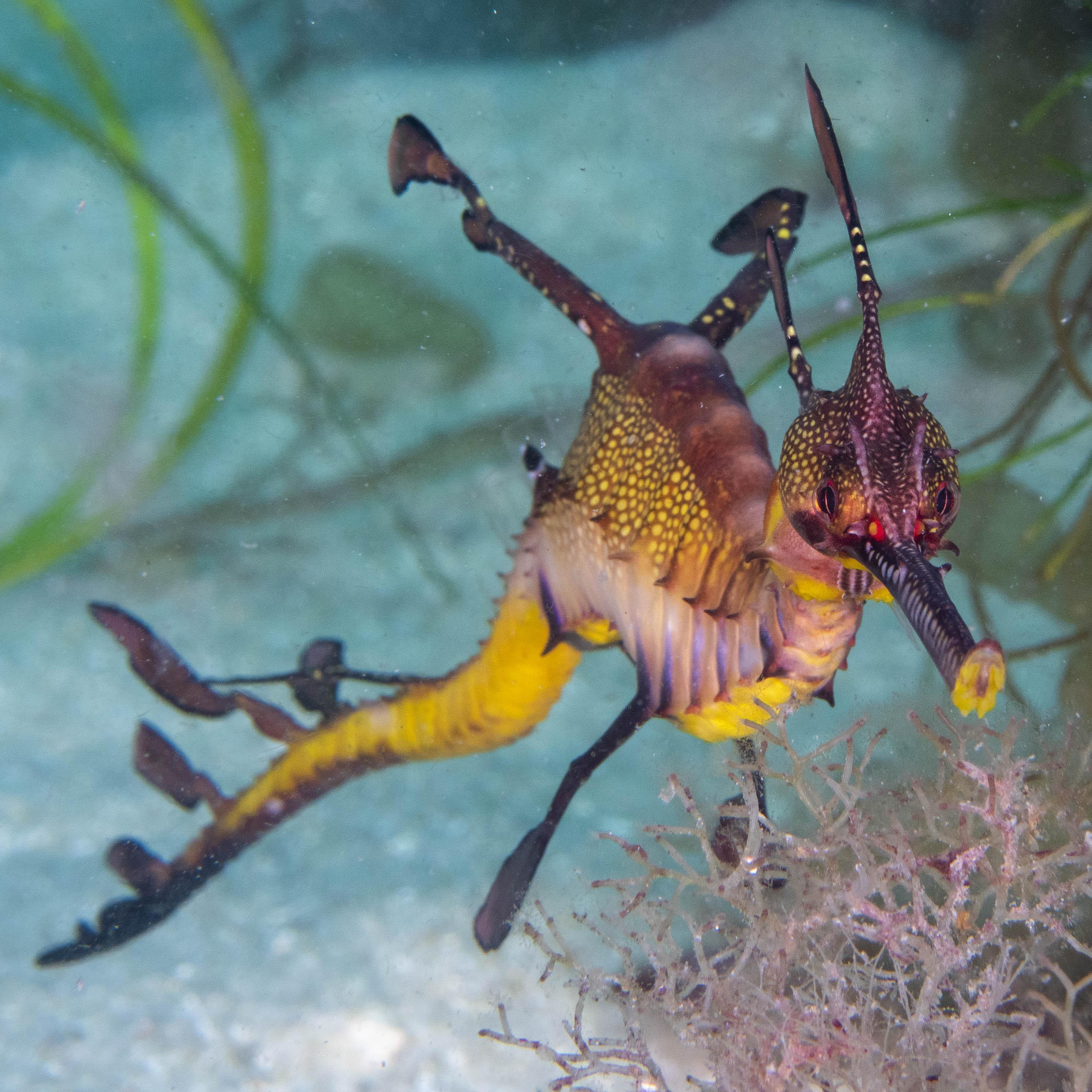 Weedy sea dragon (Phyllopteryx taeniolatus) r/scuba