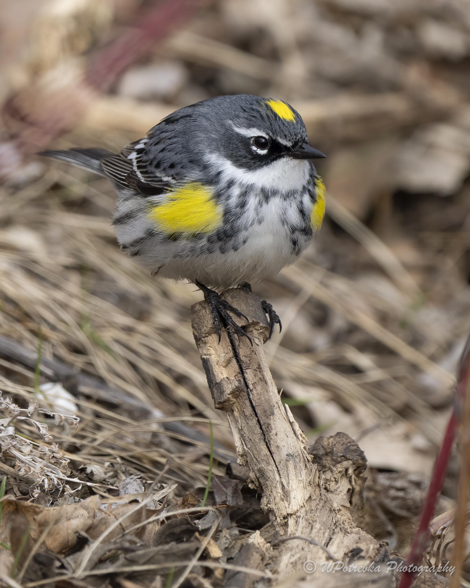 10000 best Winnipeg images on Pholder Winnipeg, Manitoba and Old