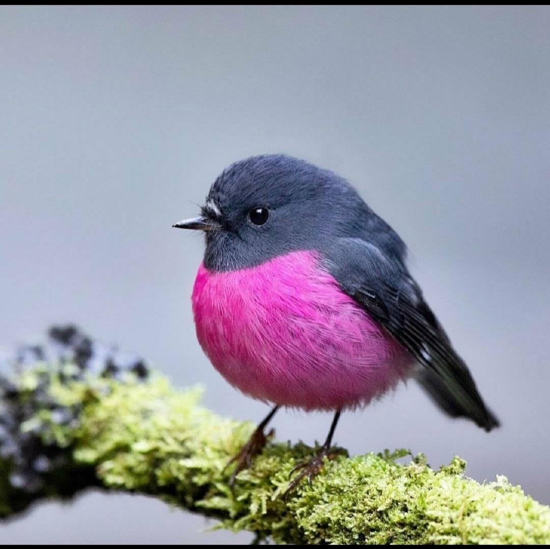 🔥 Pink Robin r/NatureIsFuckingLit