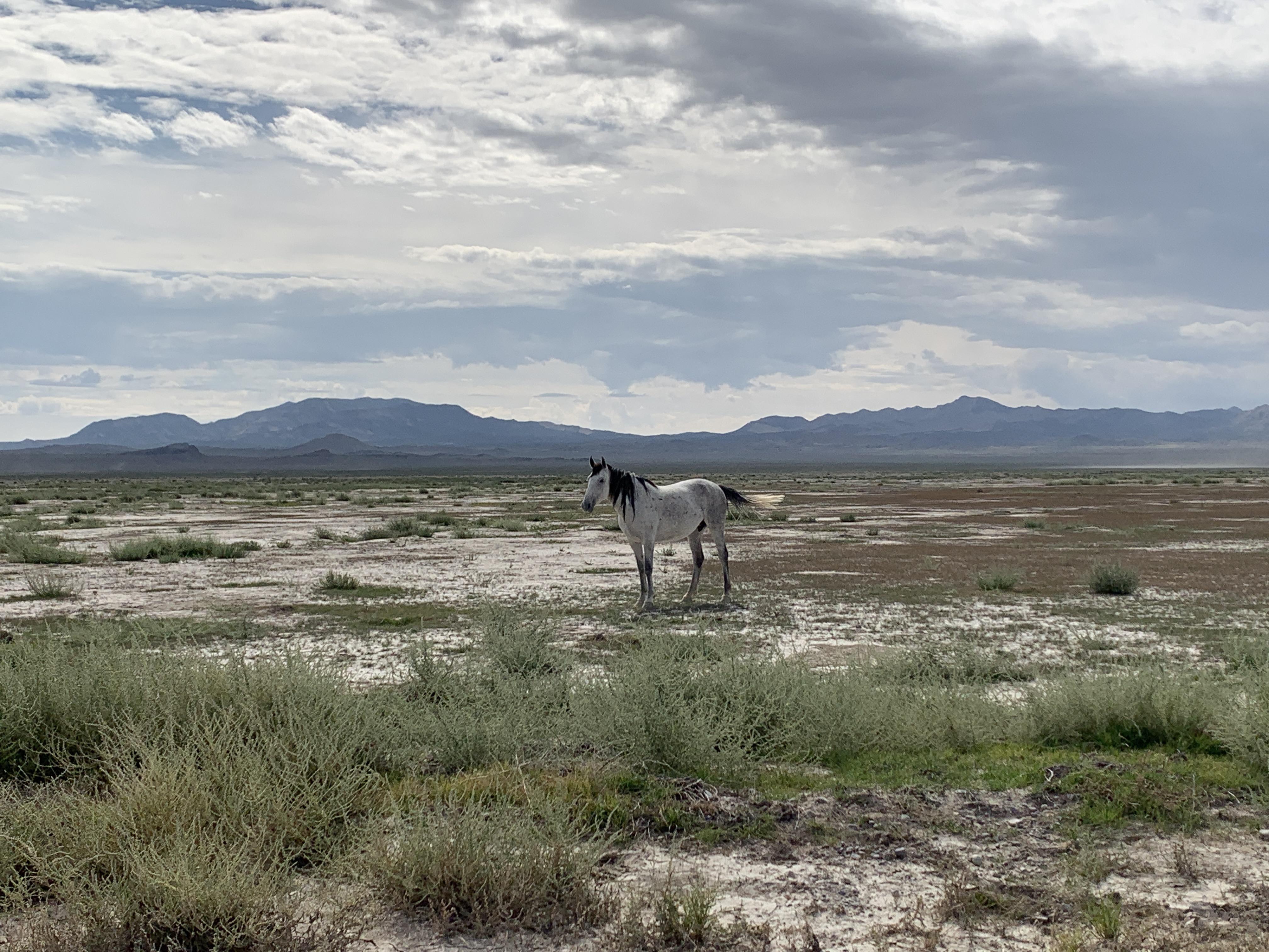 Wild Horse, Dugway Valley, UT r/Utah