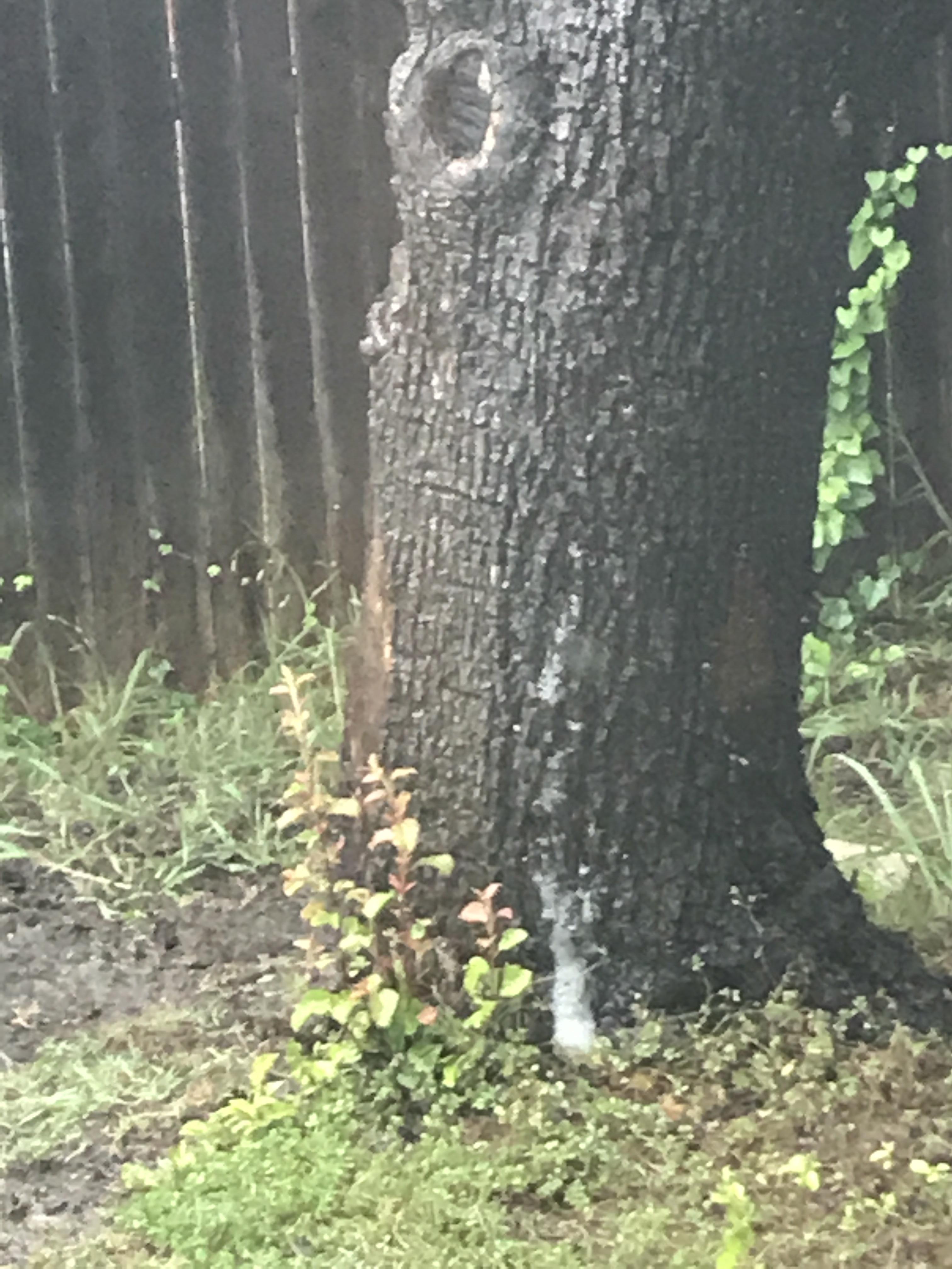 It's pouring down rain and my tree is bubbling r/gardening