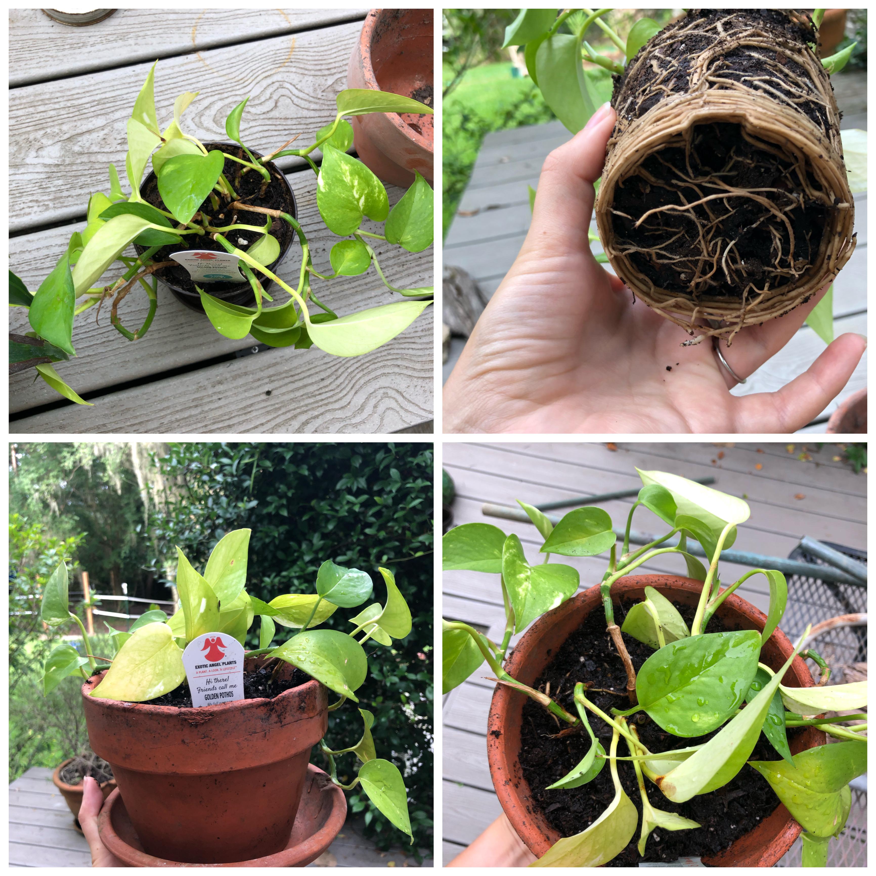 Spent about 2 hours on this page and decided to repot my 1.5 year old