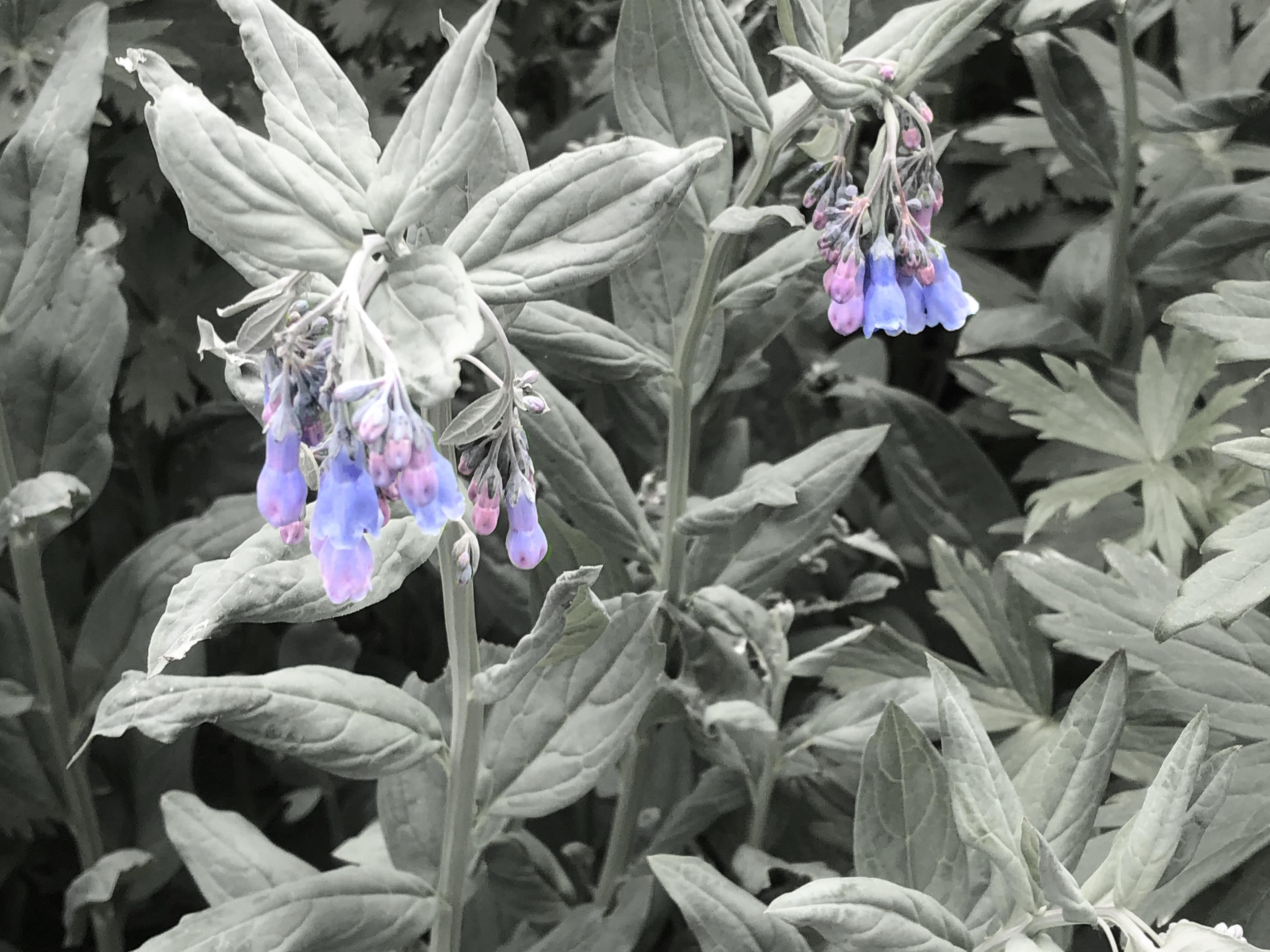 Some flowers in Telluride, Colorado. r/pics