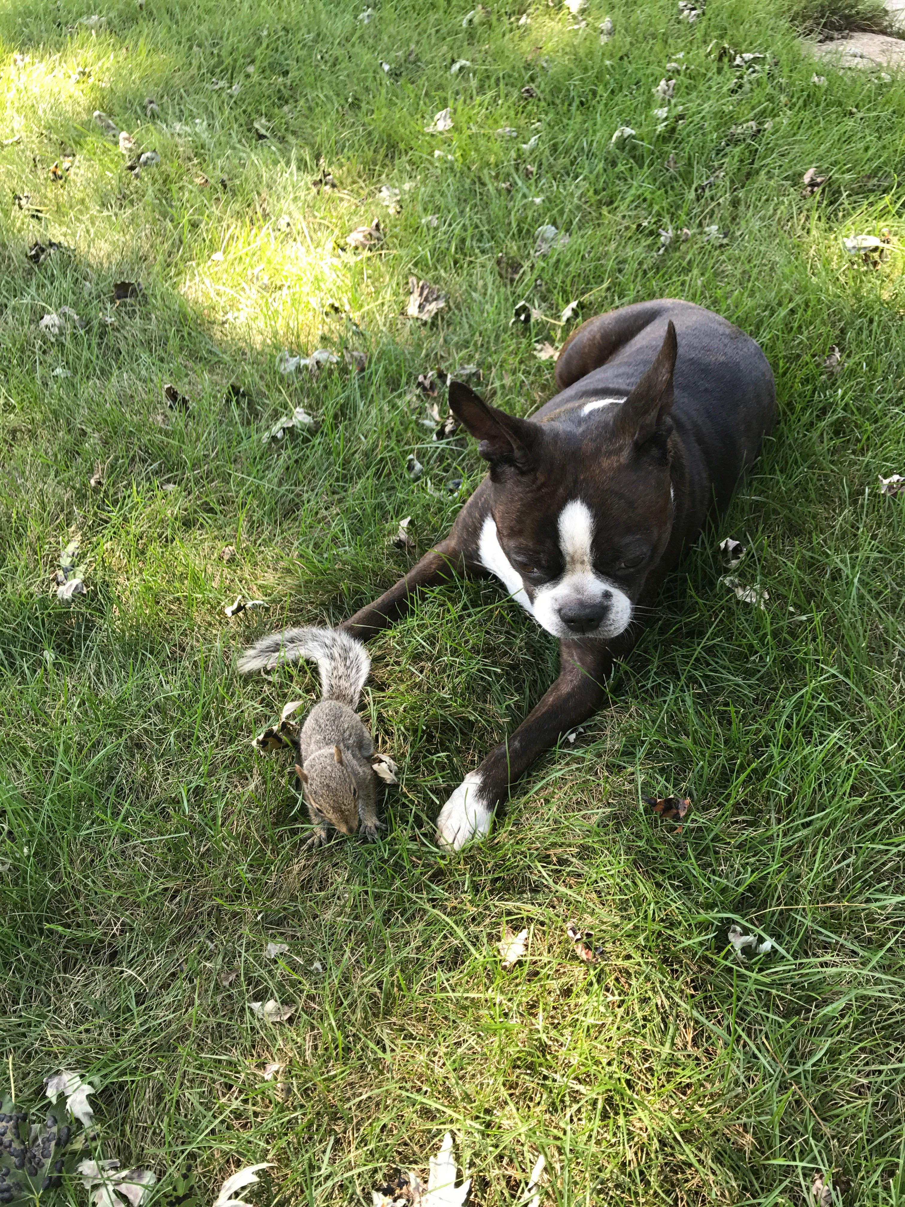 Do Boston Terriers Hunt