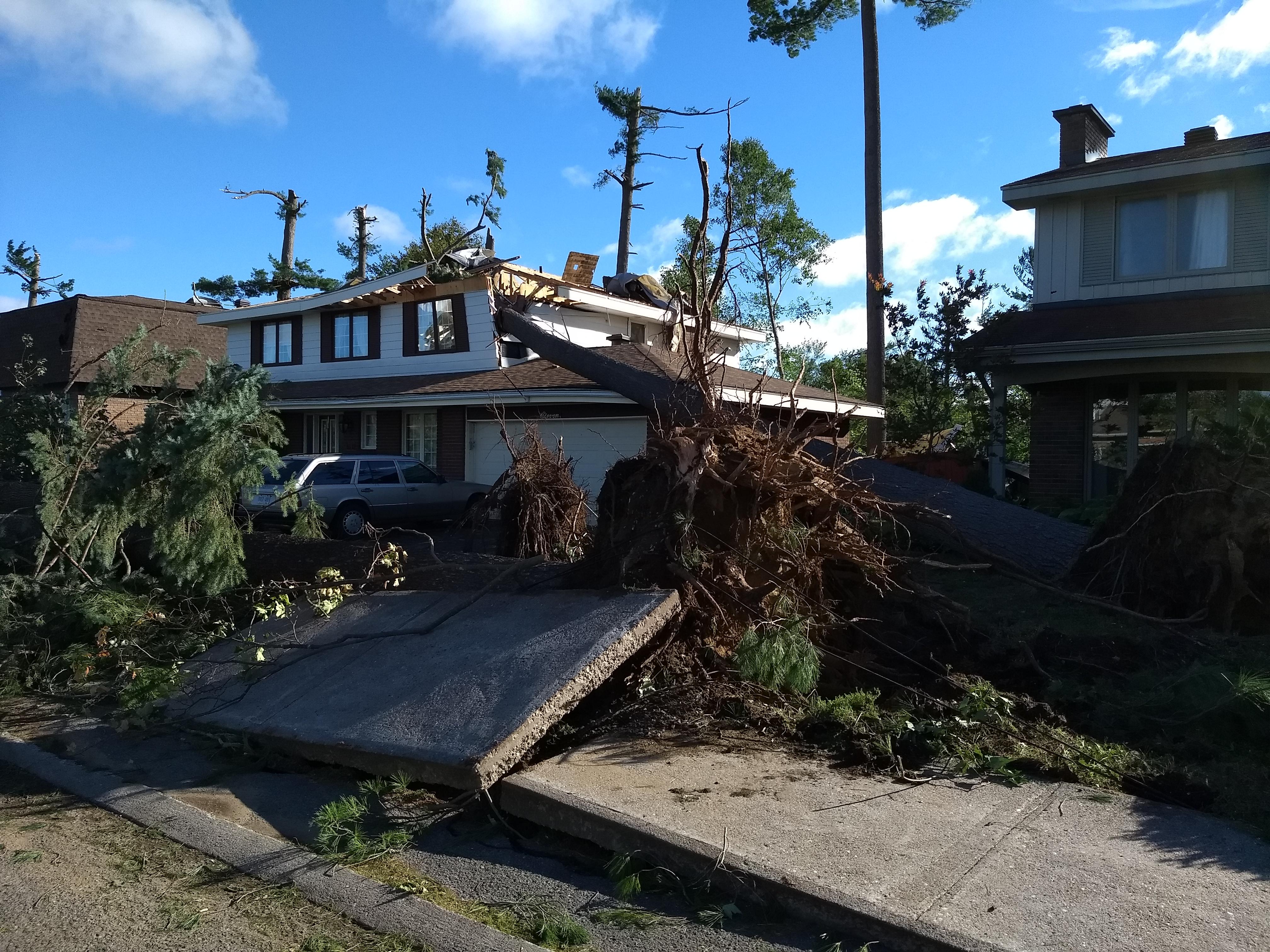 Tree wrecks house and sidewalk in Arlington Woods r/ottawa