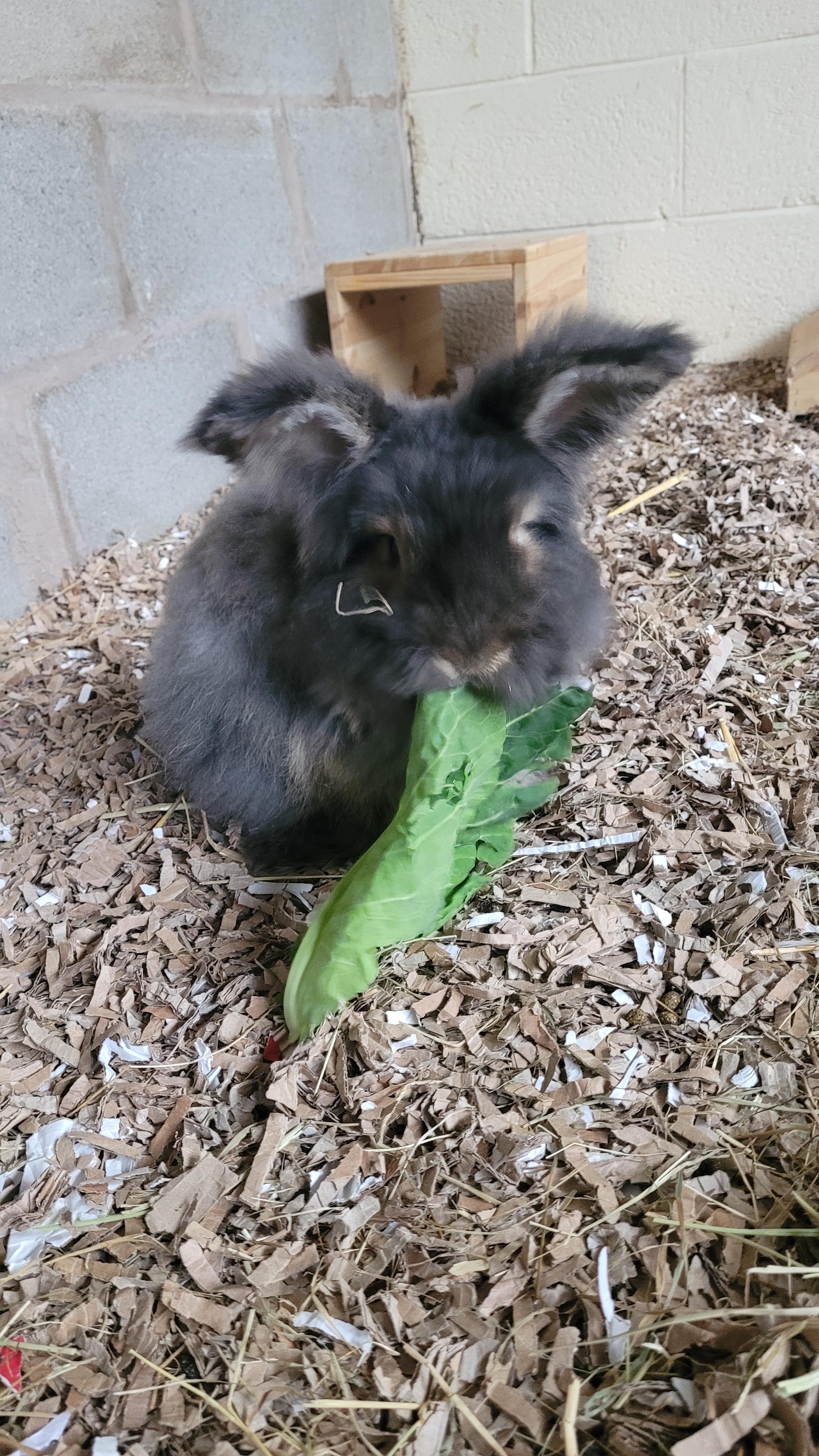 Cedric eats greens. Rabbits