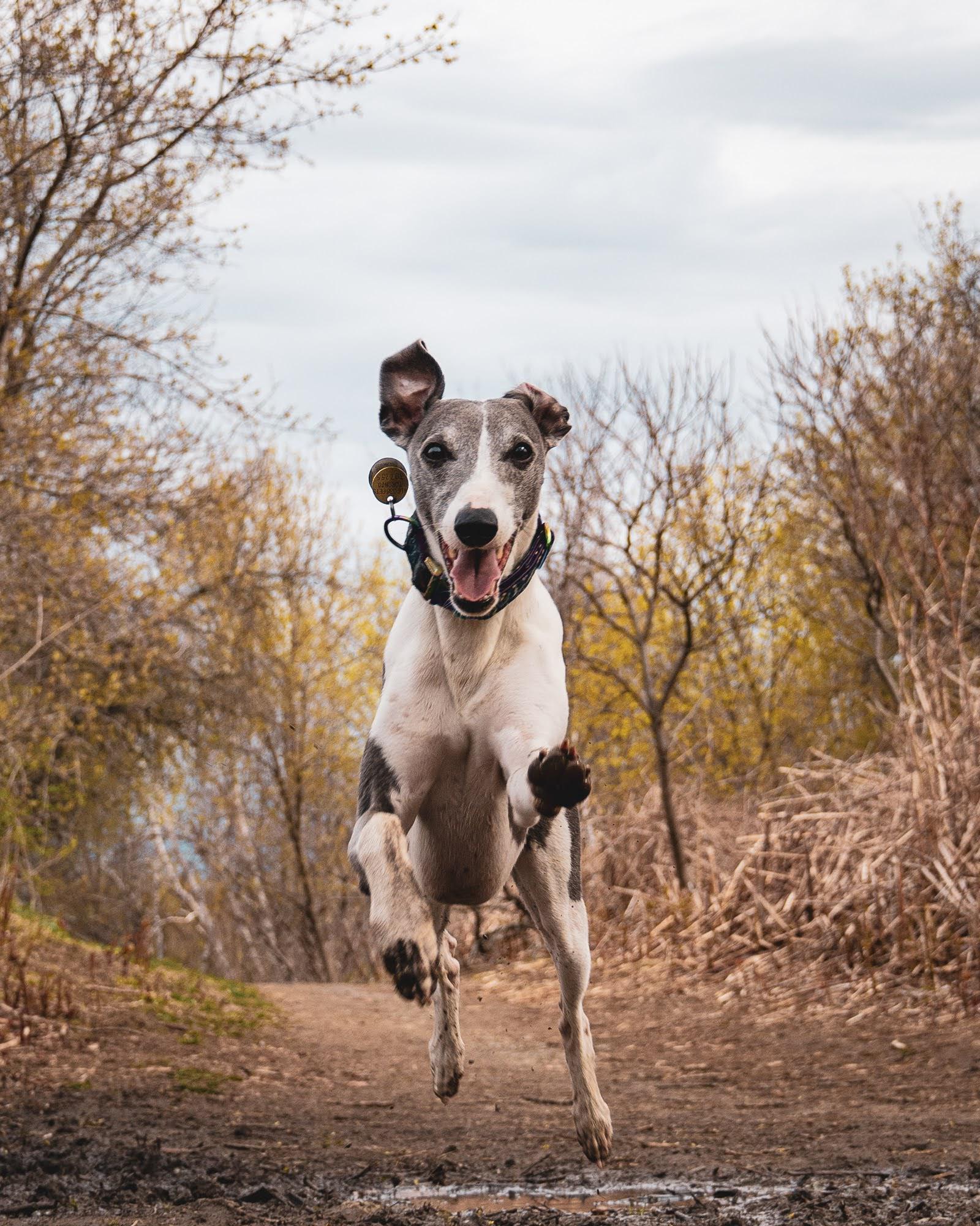 WHIPPET r/longboyes