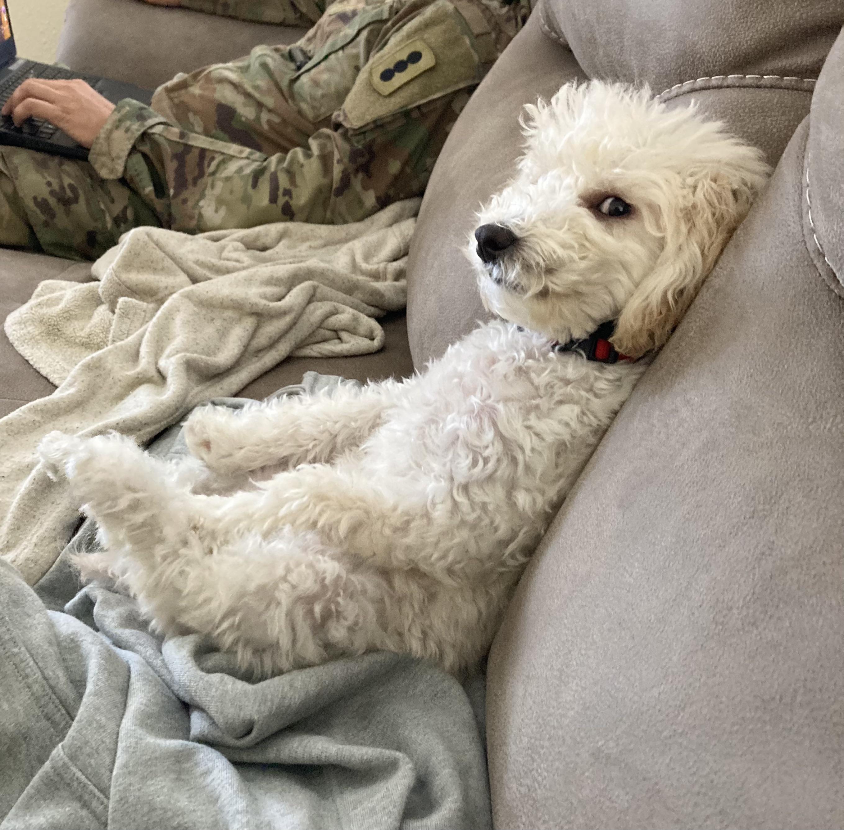 I think my dog is plotting against me r/oddlyterrifying