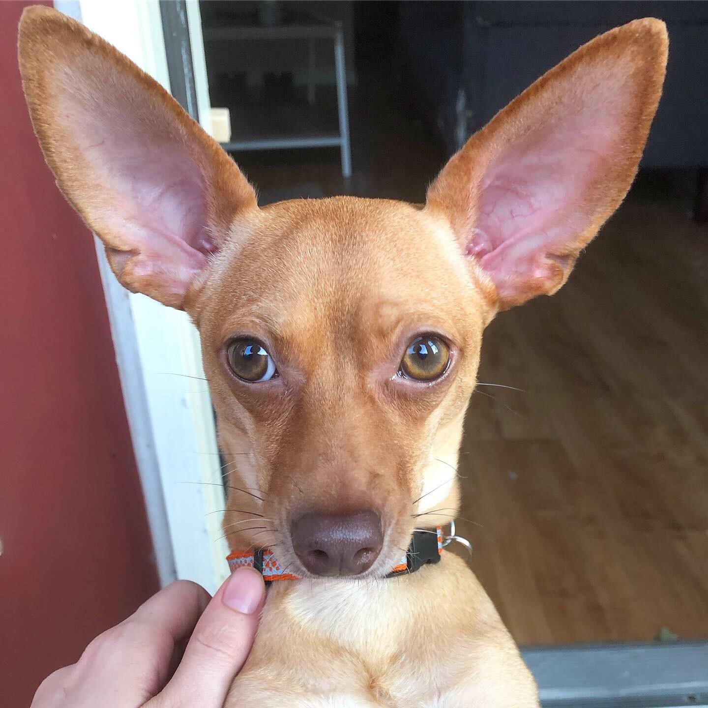 Bodhi with the Big Ears r/Chihuahua