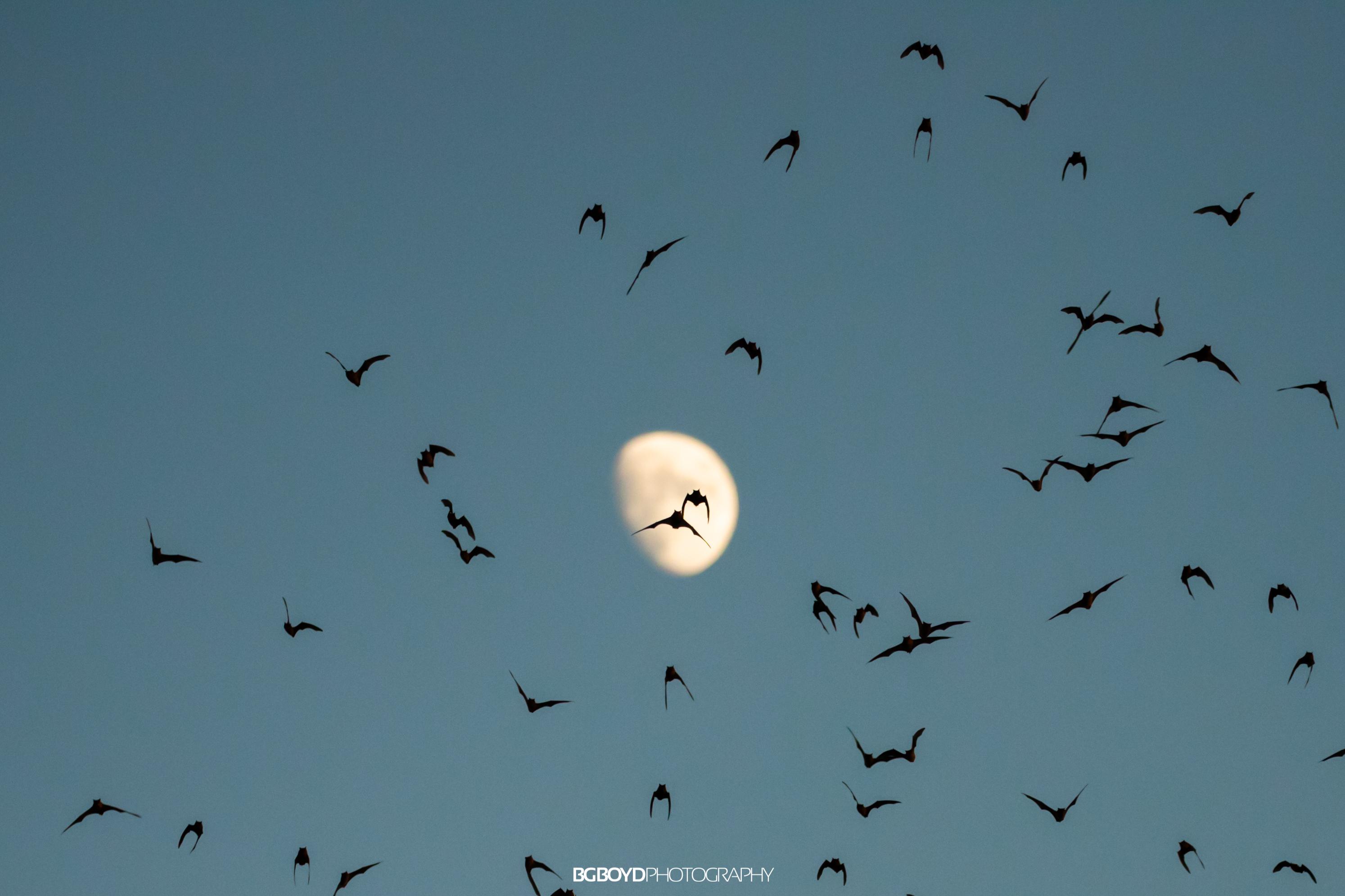 Bats coming out for the night beneath the Moon r/Tucson
