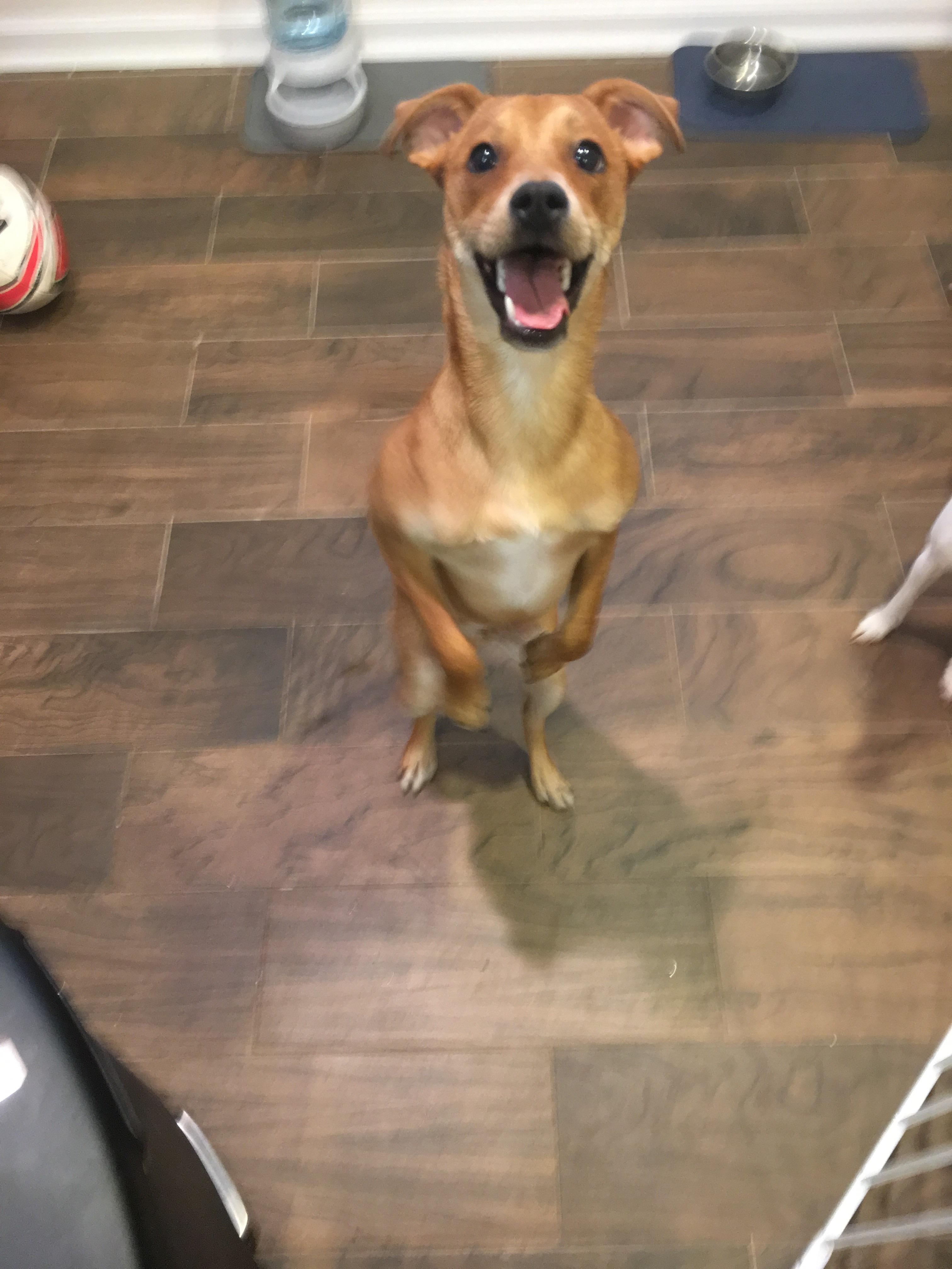 My dog stands up on his back legs when he’s excited. He’s
