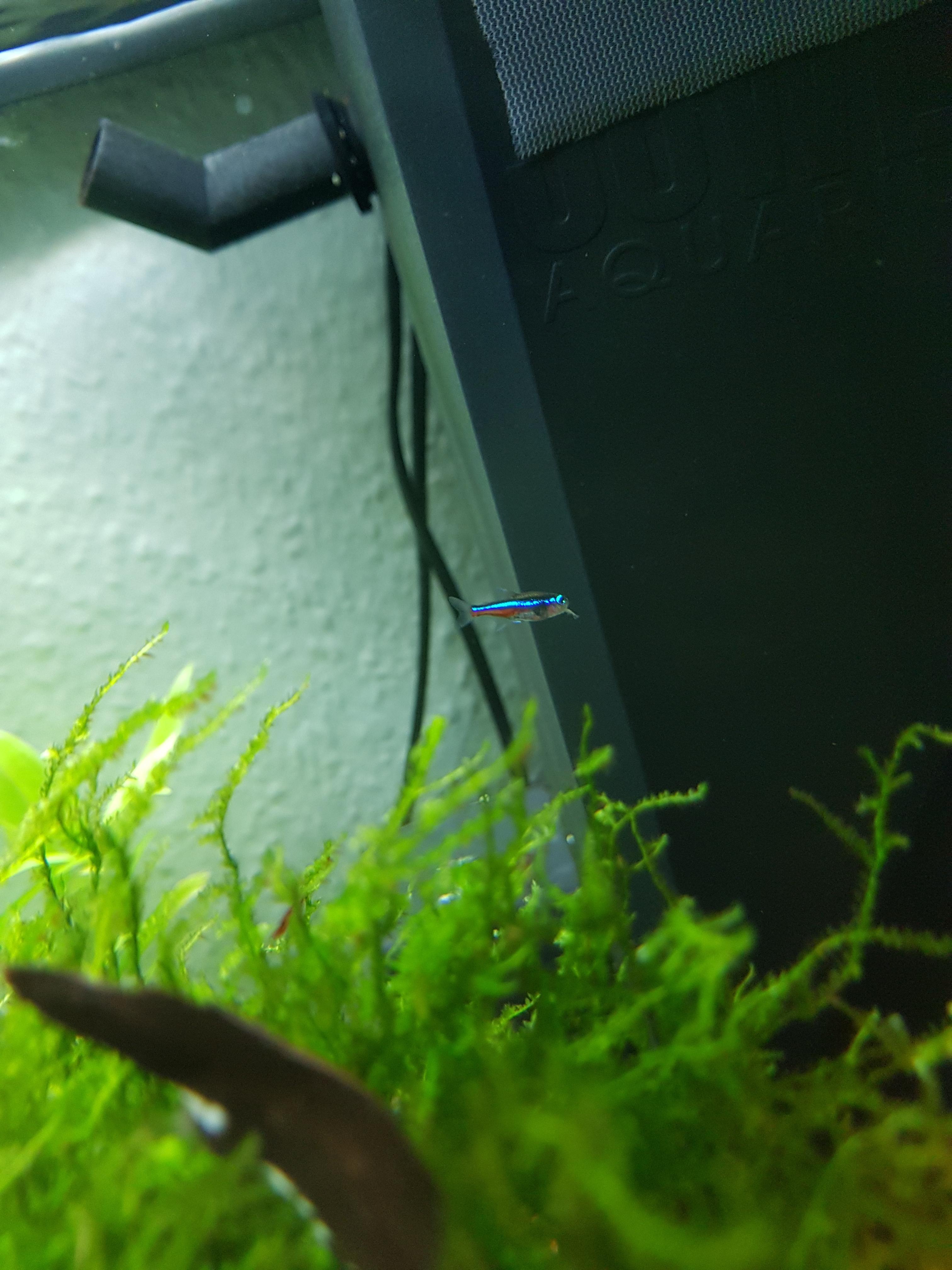 Just caught my small green neon tetra eating a baby cherry shrimp