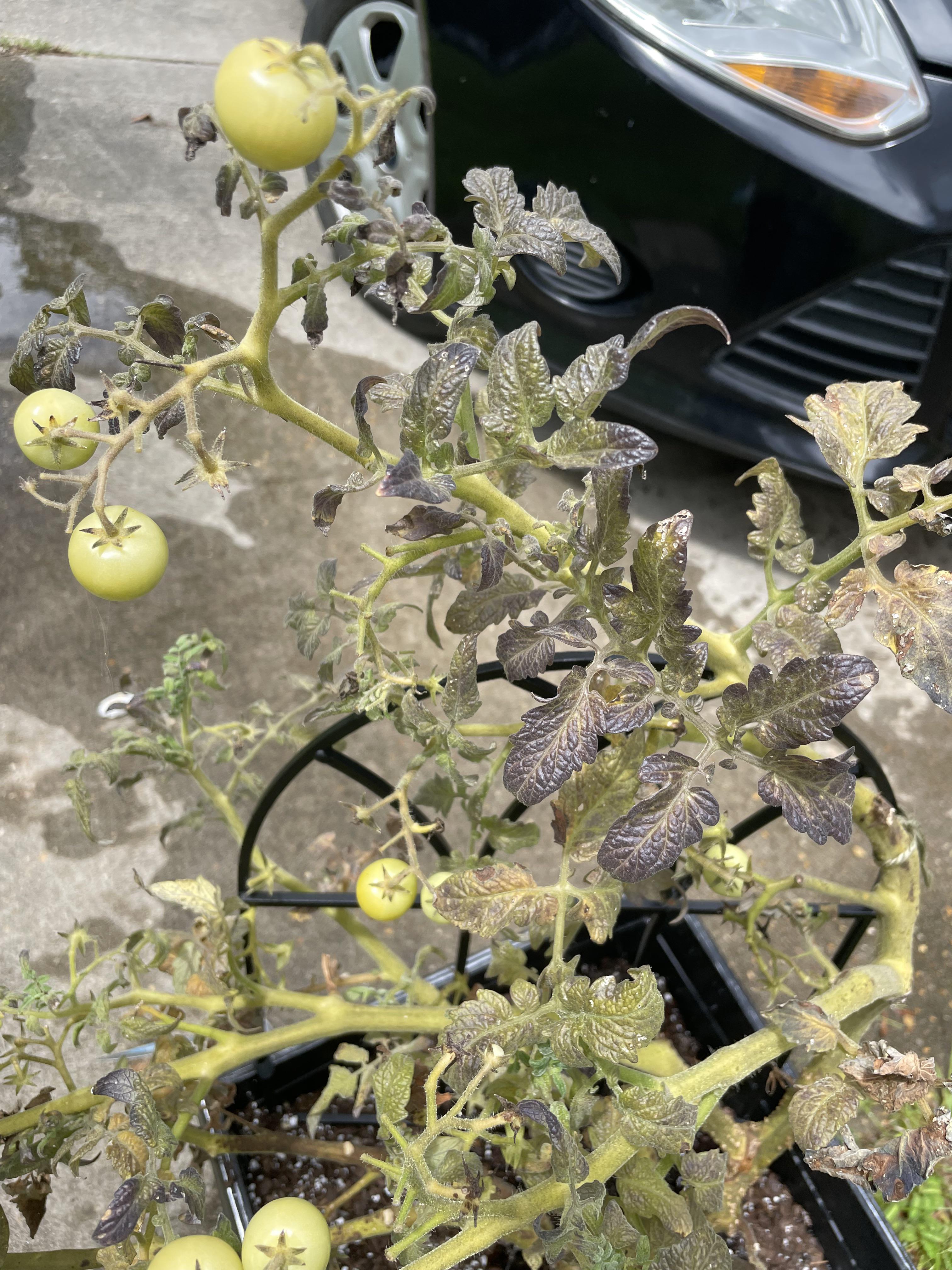 Why do my tomato plant leaves look burnt? r/gardening