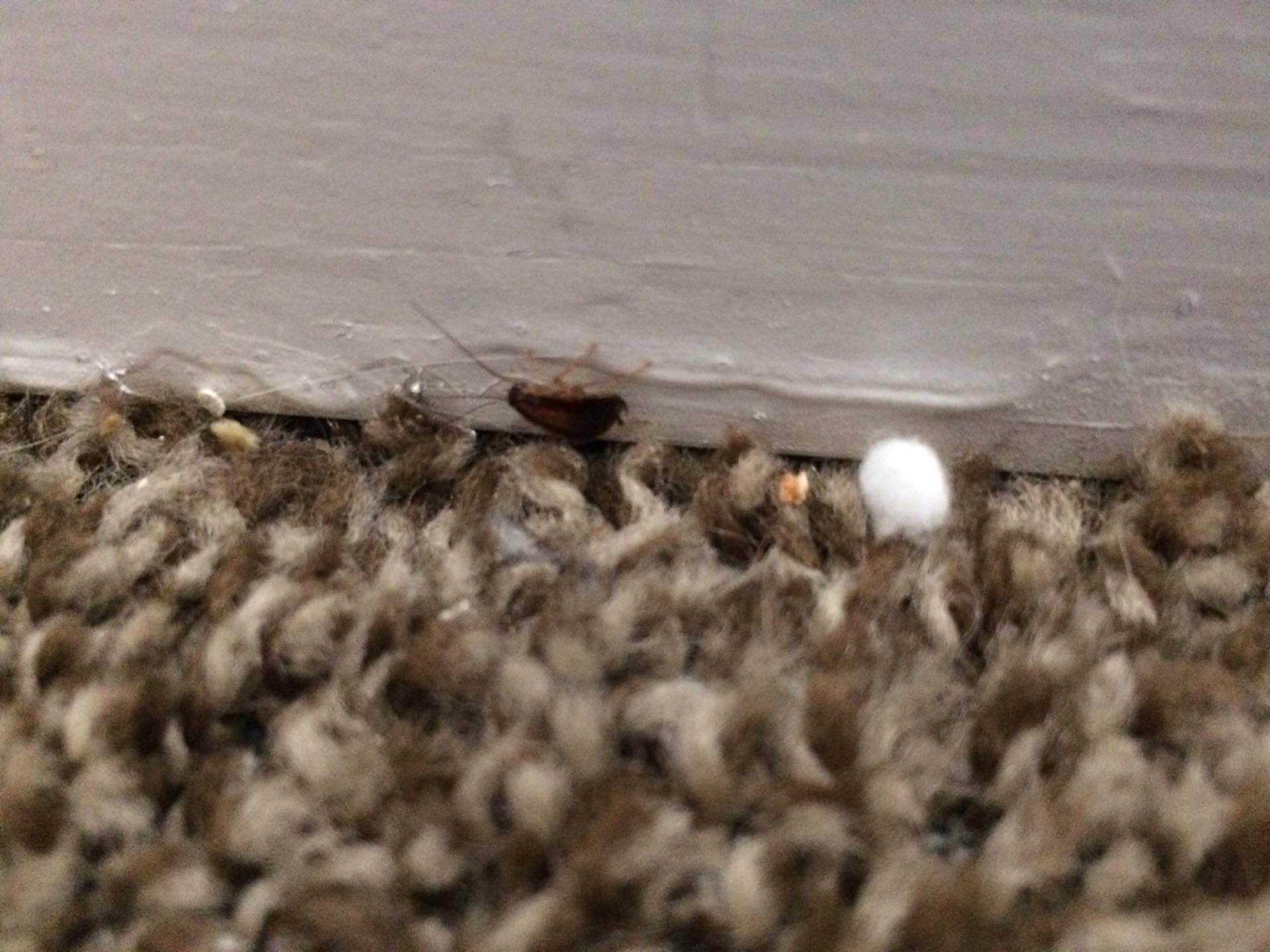 Is this a bed bug? My boyfriend and I have been getting red, itchy