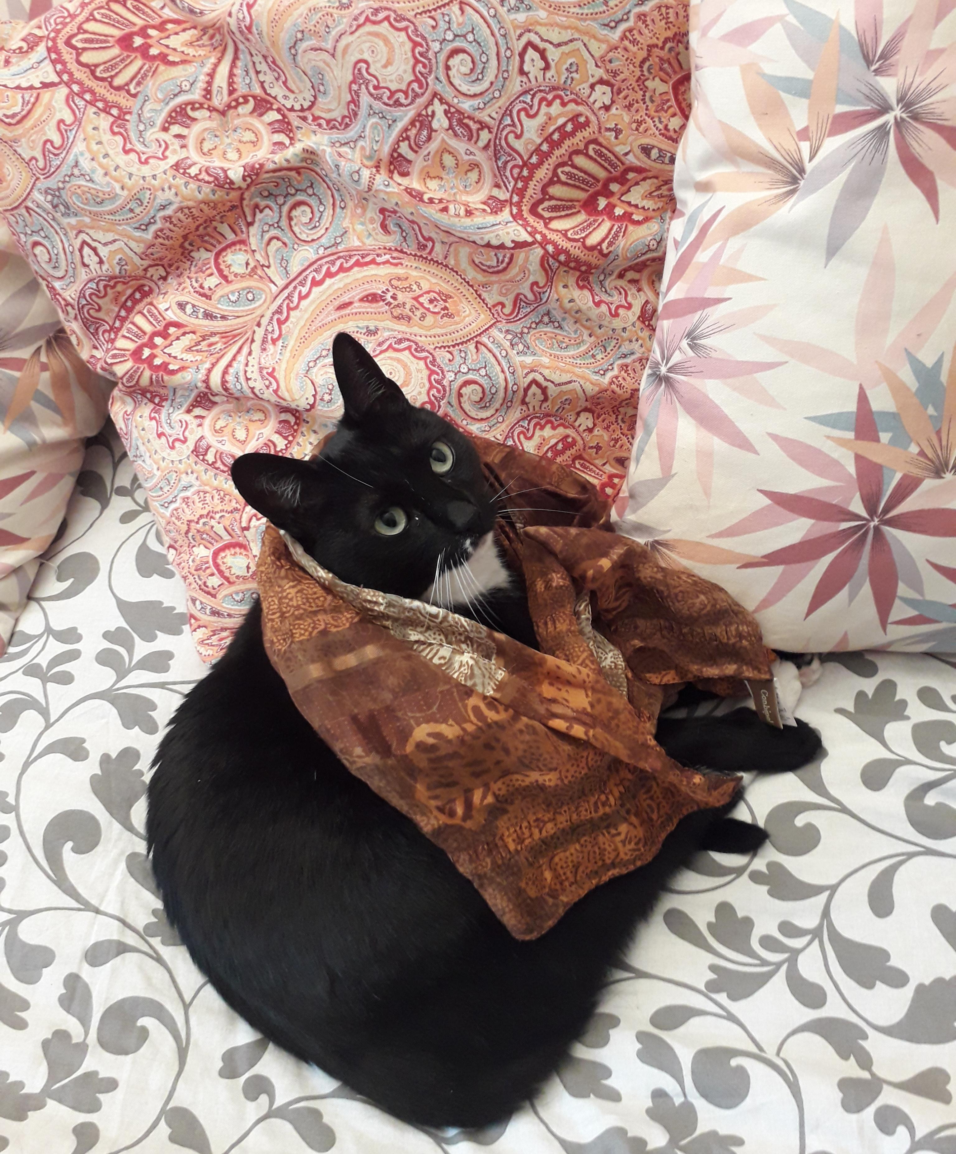 My cat likes to look stylish r/cat