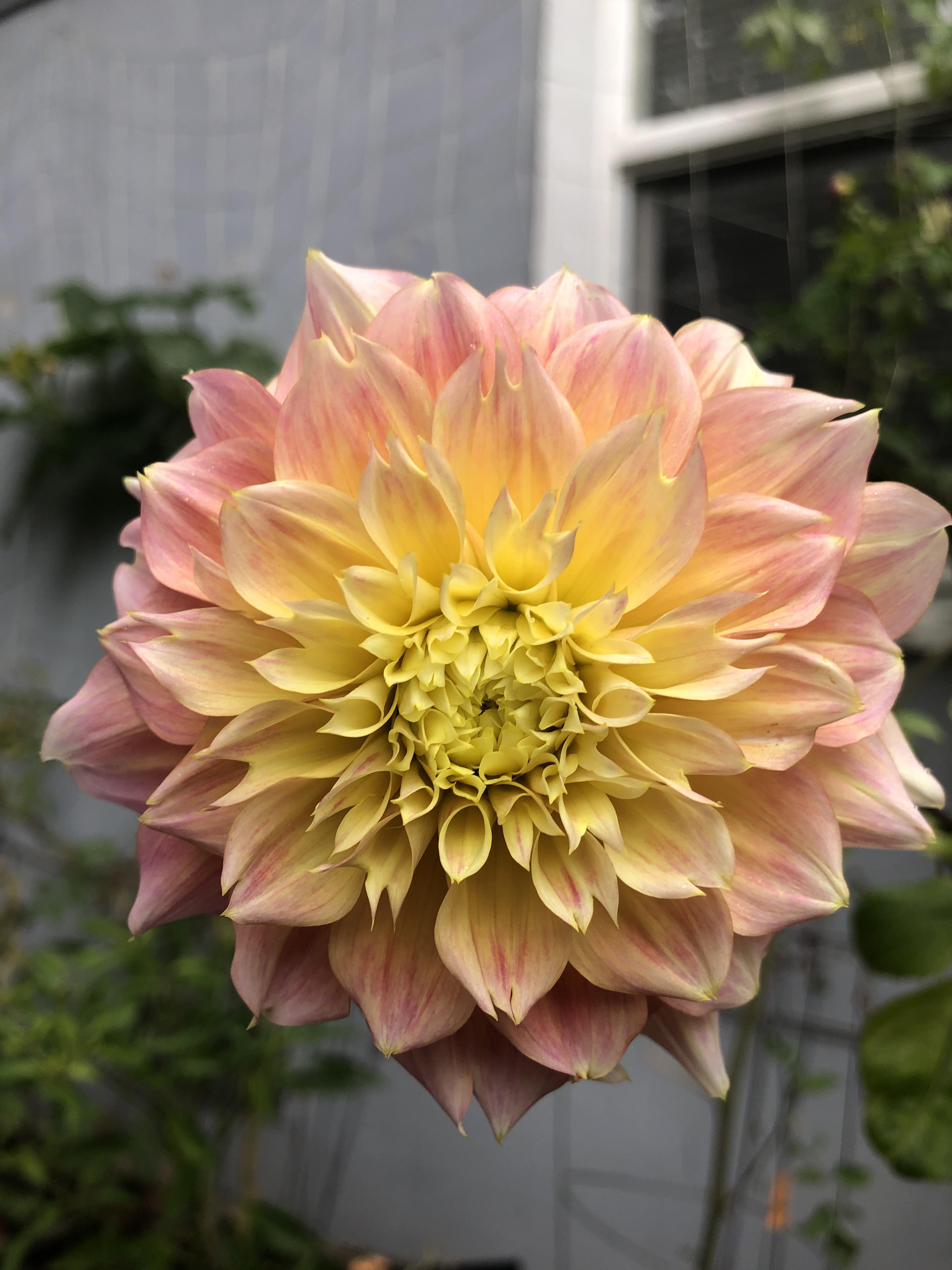 Instead of cut flowers for our anniversary a few years back, my love