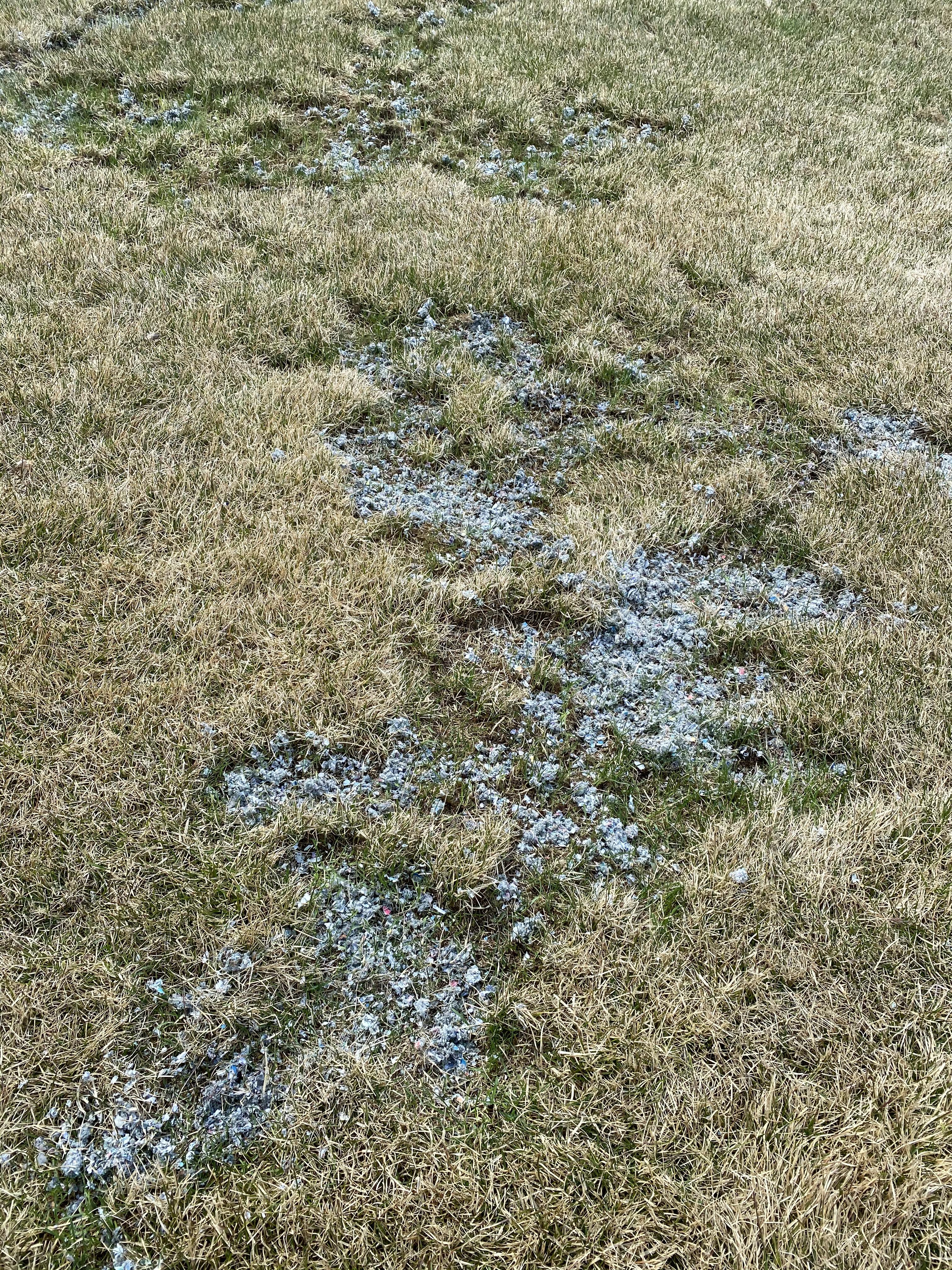 Sod died over winter and I’m trying to fix it. Please advise. More info