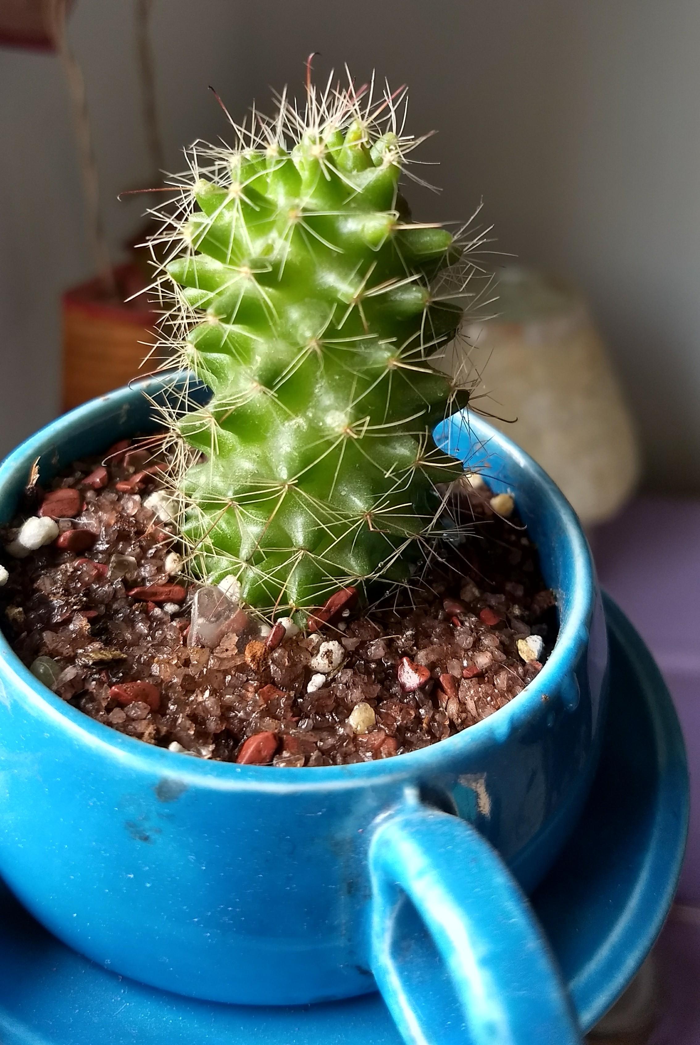 How to care for cacti and succulents in hot and humid weather? r